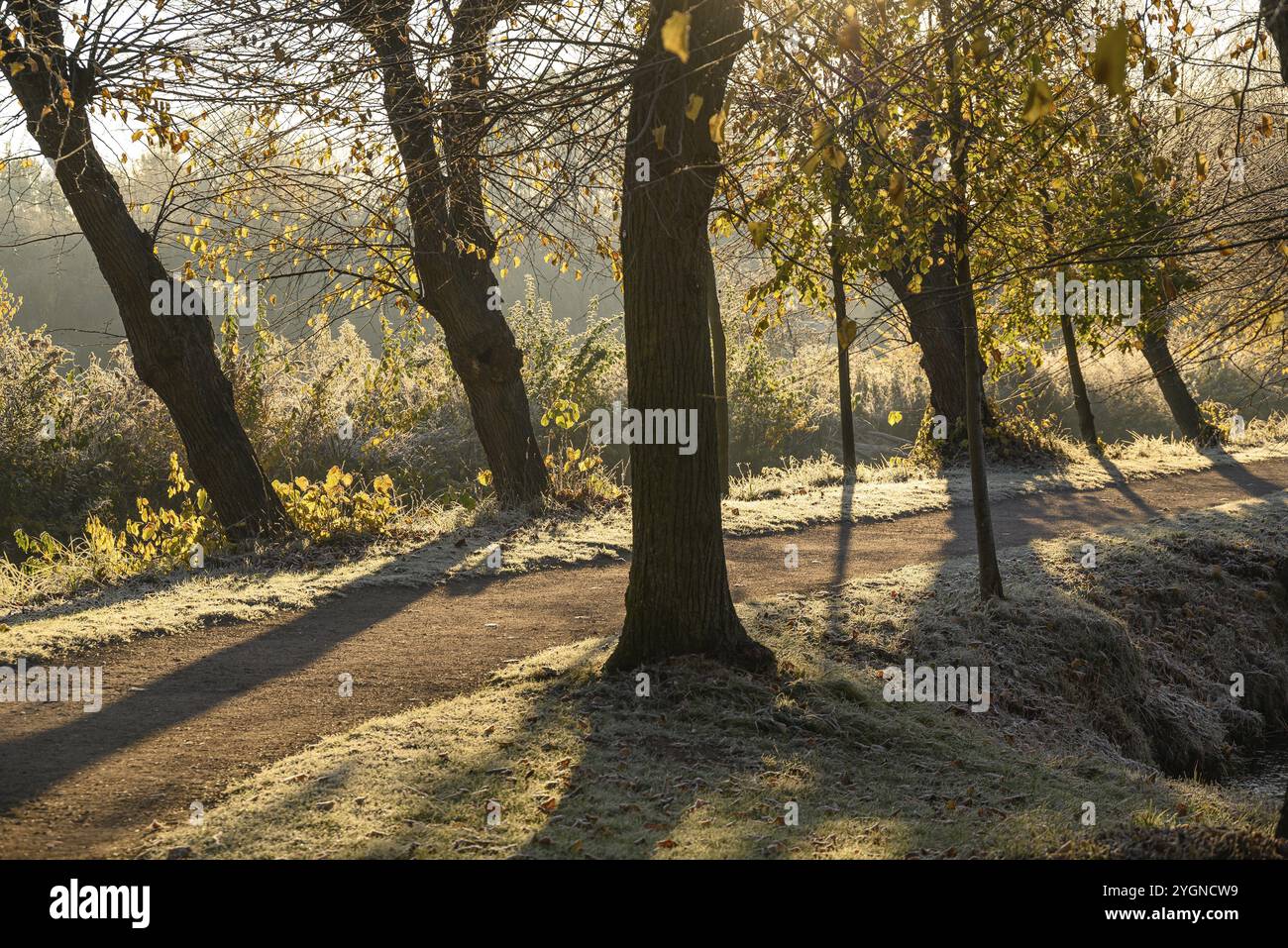 Sonnendurchfluteter Waldweg im Herbst mit langen Schatten und bedeckter Erde, borken, Nordrhein-Westfalen, deutschland Stockfoto