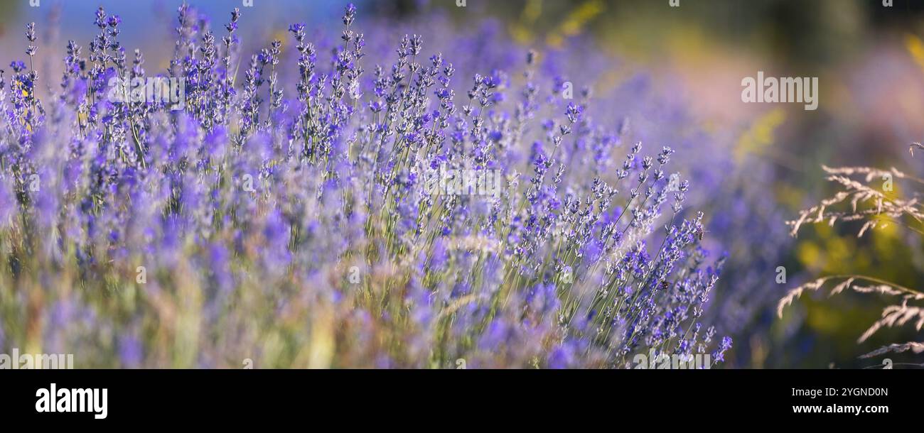 Violett-lila Lavendelfeld Nahaufnahme-Banner. Blumen selektiver Fokus, unscharfer Hintergrund Stockfoto