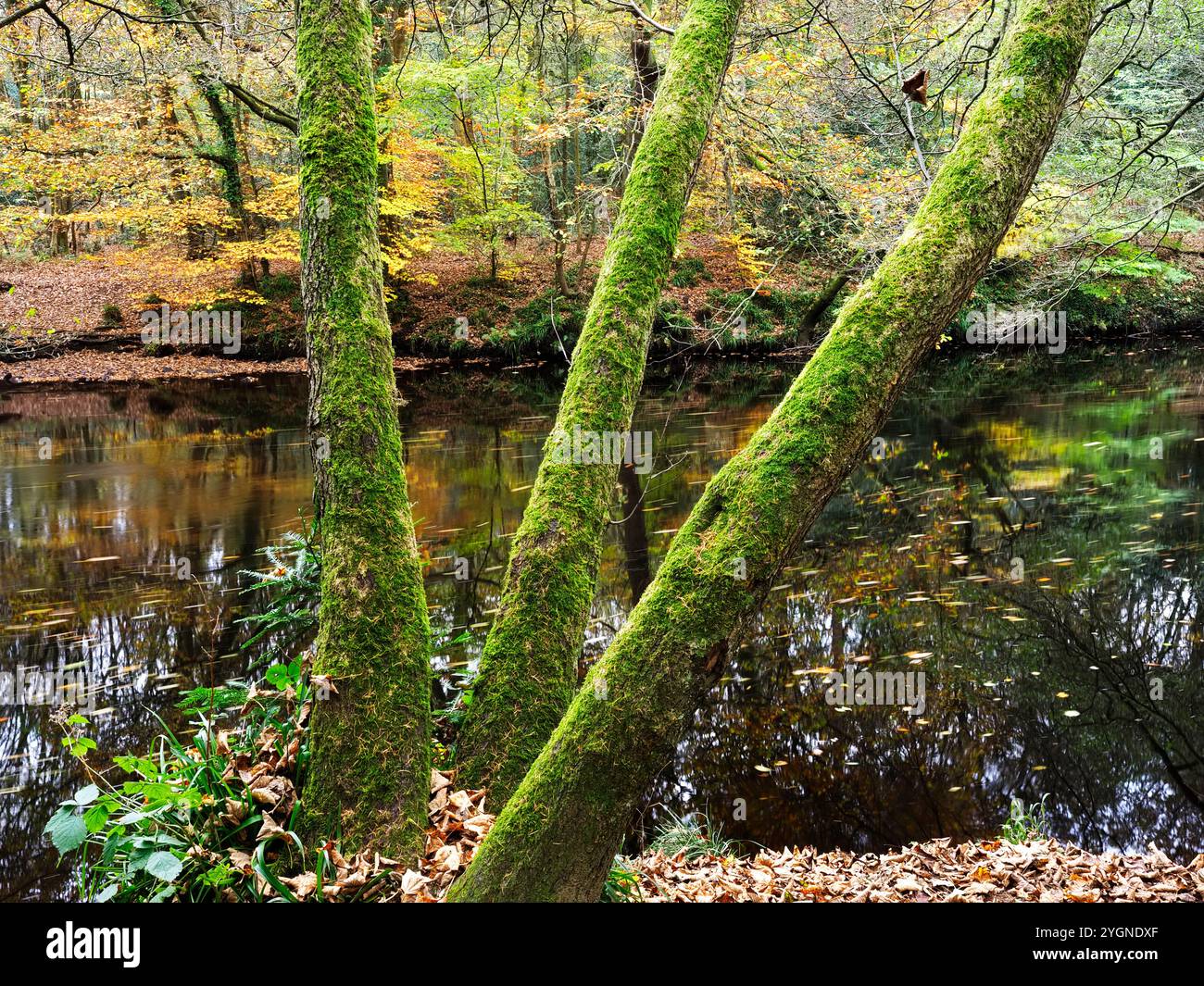 Drei moosige Baumstämme am Fluss Nidd in Nidd Gorge Woods Knaresborough North Yorkshire England Stockfoto