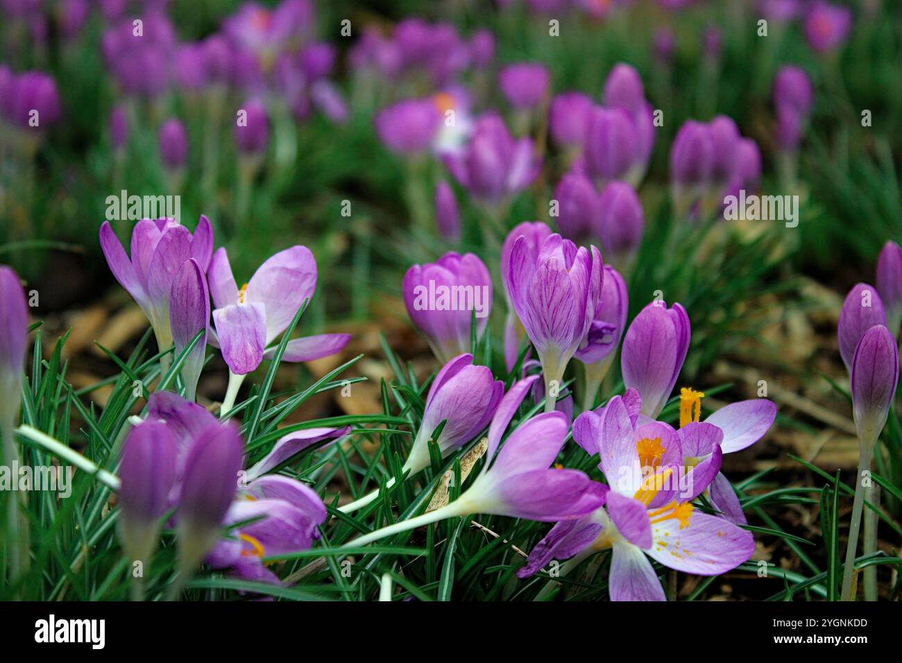 Die Schönheit der Blumen, die täglich zerstört wird Stockfoto