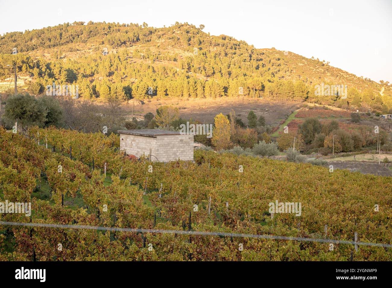 Die Weinreihen in einem Weinberg zeigen goldenes und rotes Herbstlaub, das die saisonale Transformation und die natürliche Schönheit der Weinregion unterstreicht. Stockfoto