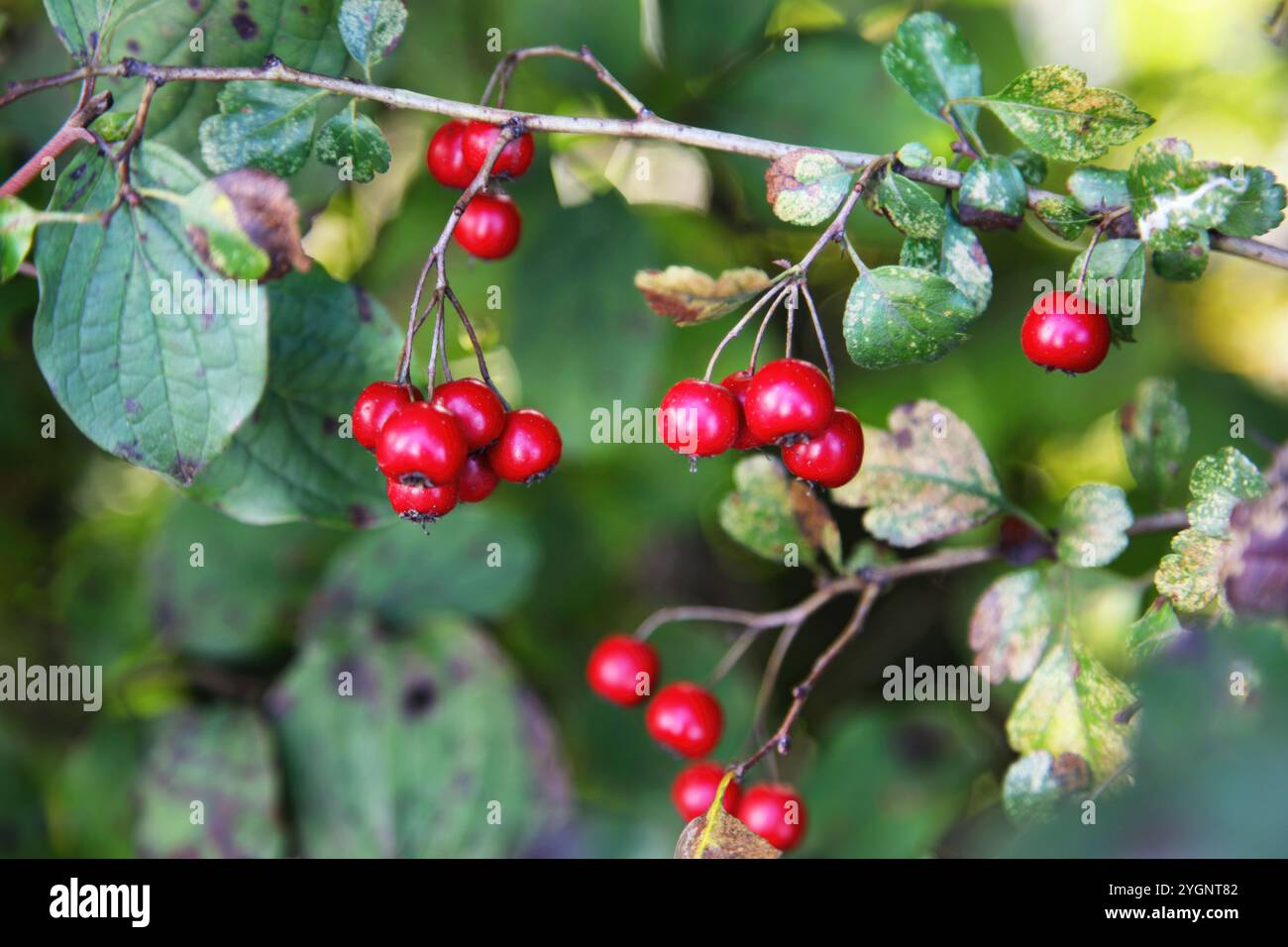 An den Zweigen eines Busches hängen kleine, glänzend rote Beeren, die von Sonnenlicht beleuchtet werden, das durch die Blätter filtert Stockfoto