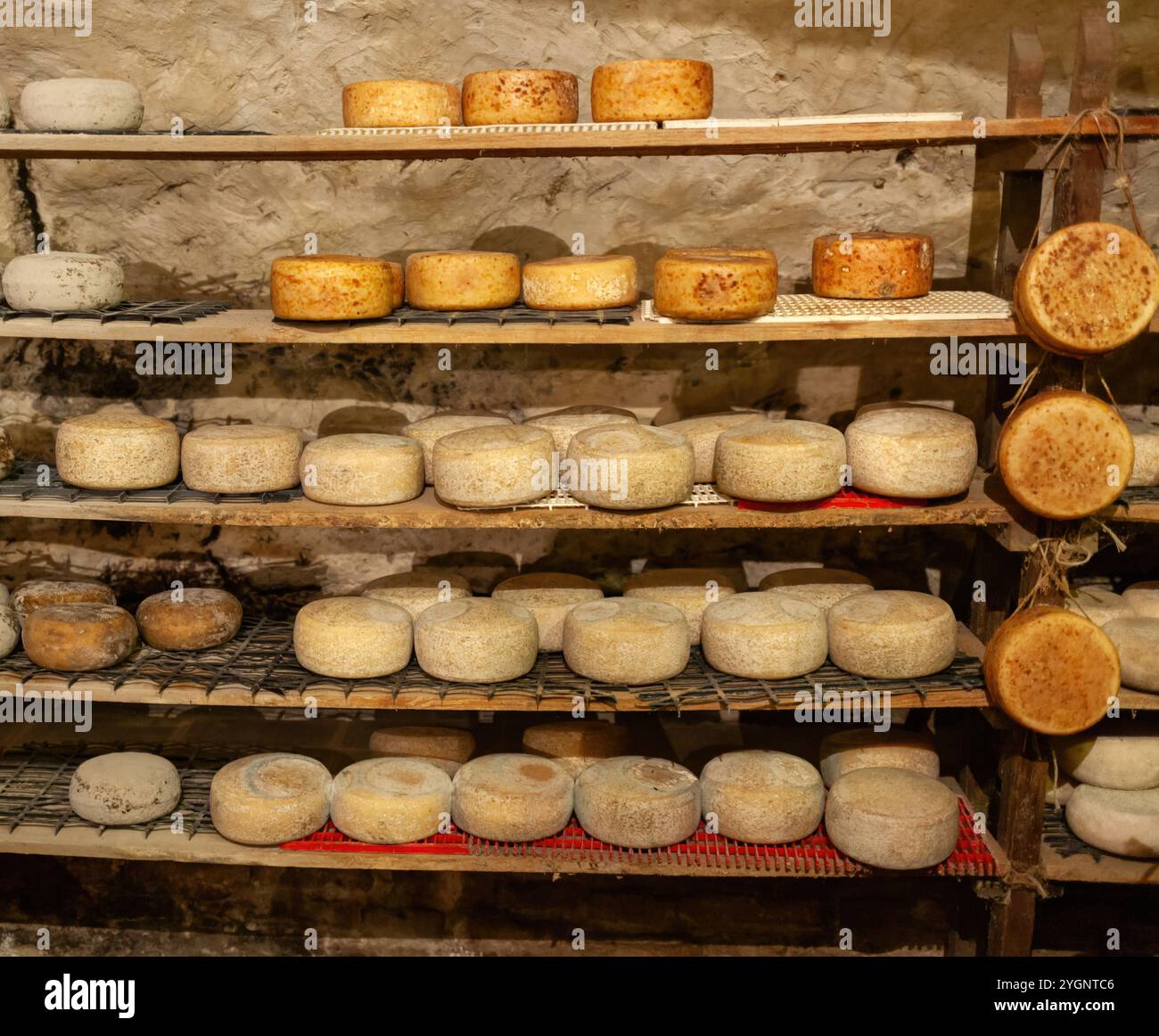 Würzen von Pecorino di pienza-Käseröbeln auf Holzregalen in einem Keller, ein traditionelles Verfahren in der toskana, italien Stockfoto