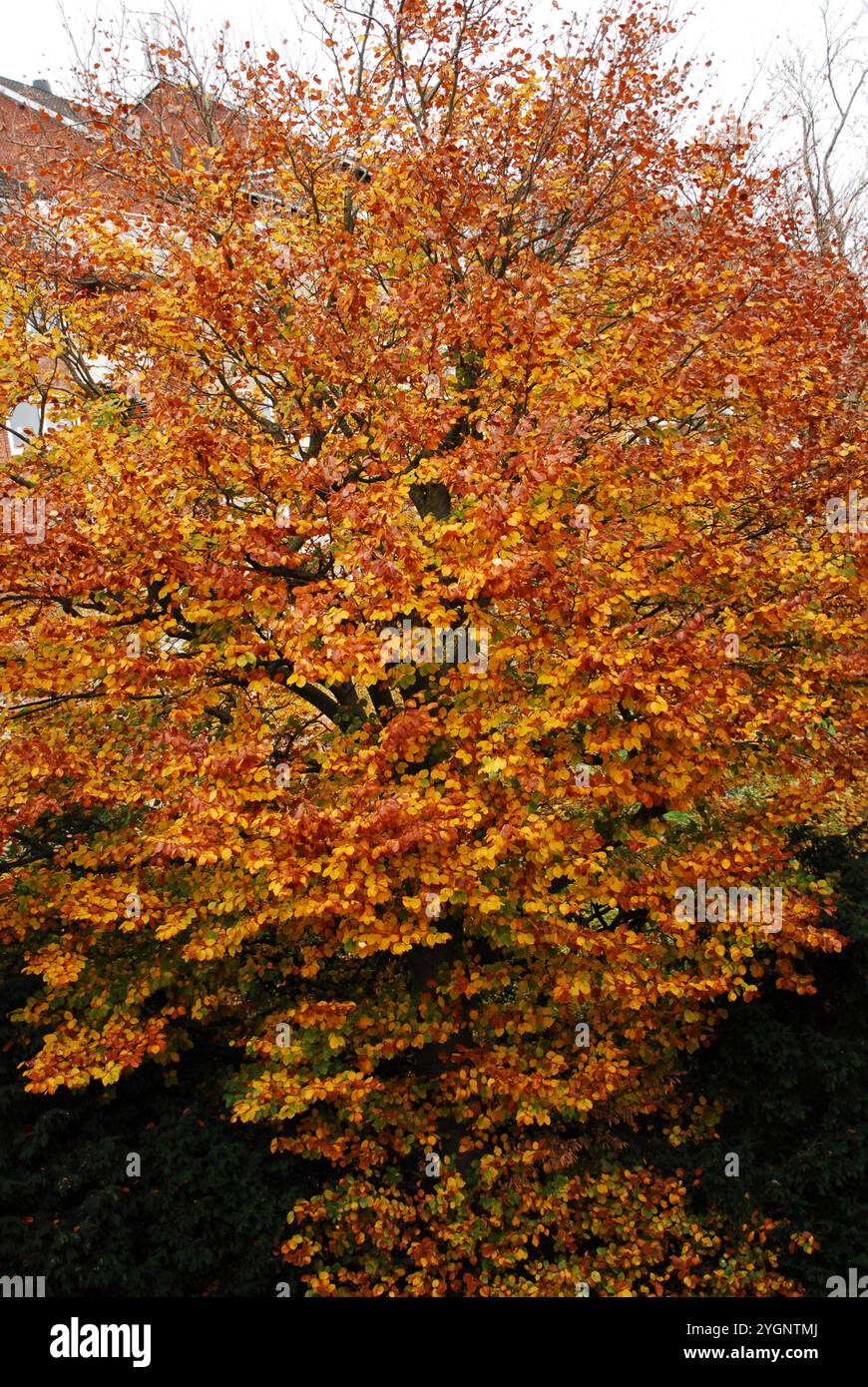 Kopenhagen/Dänemark/08 Nov.2024/ Gelbes und braunes Blatt zeigt Herbstwetter oder Herbstsaison in der dänischen Hauptstadt. (Foto. Francis Joseph Dean/Dean Pictures) (nicht für kommerzielle Zwecke) Stockfoto