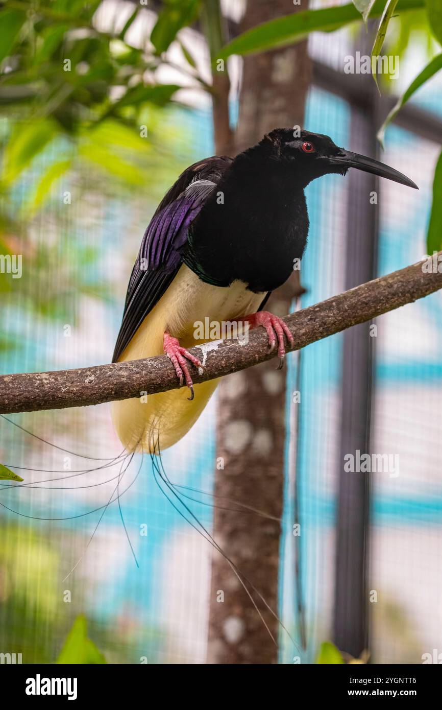 Seleucidis melanoleuca ist ein markanter Vogel, der in Tieflandwäldern und Mangroven Neuguineas zu finden ist. Stockfoto