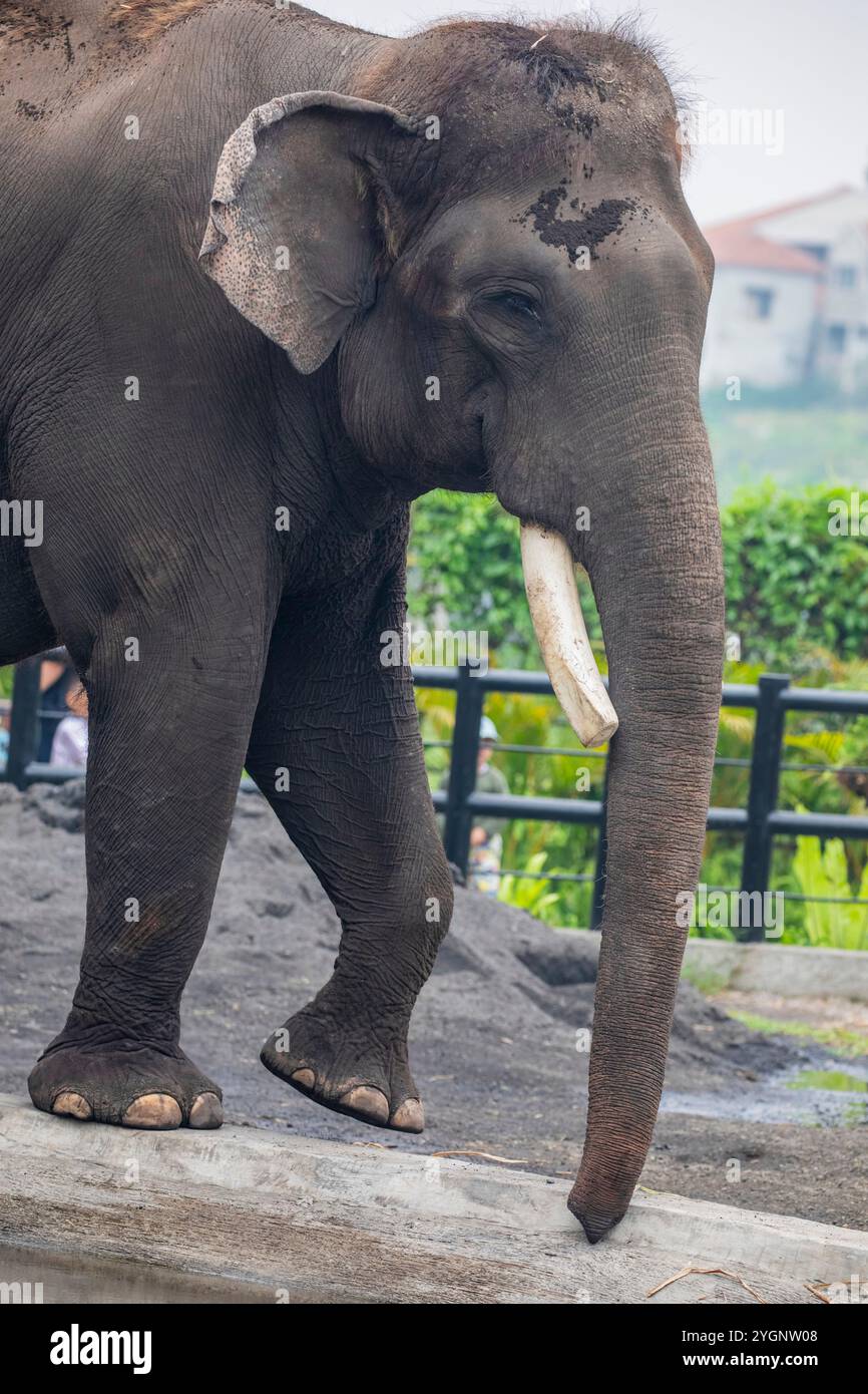 Der Sumatra-Elefant (Elephas maximus sumatranus) ist eine von vier anerkannten Unterarten des asiatischen Elefanten und heimisch auf der indonesischen Insel Stockfoto