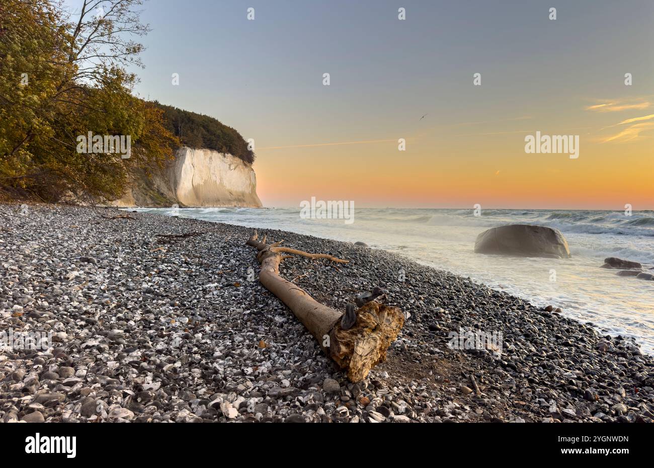 Kreidefelsen auf Rügen werden von der Sonne beleuchtet, mit einem Steinstrand und Baumstamm im Vordergrund Stockfoto