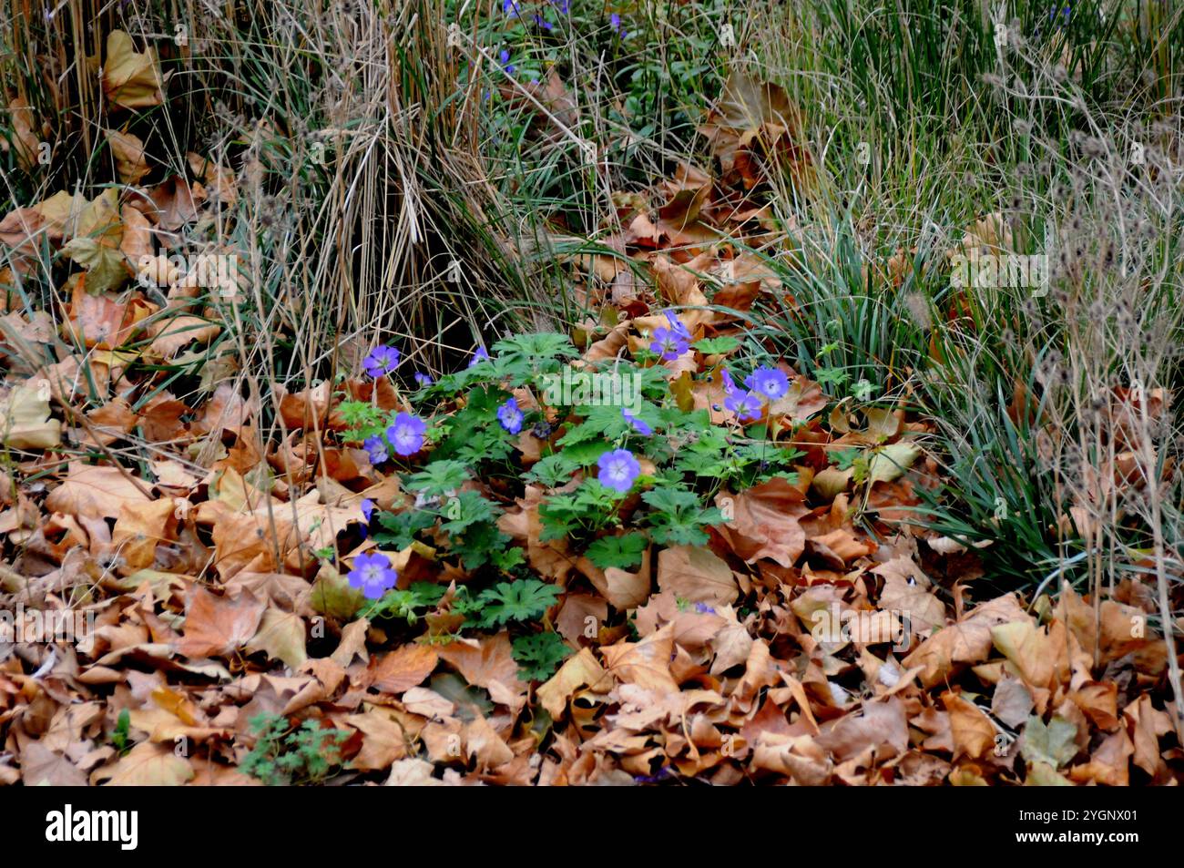 Kopenhagen/Dänemark/08 Nov.2024/ Gelbes und braunes Blatt zeigt Herbstwetter oder Herbstsaison in der dänischen Hauptstadt. (Foto. Francis Joseph Dean/Dean Pictures) (nicht für kommerzielle Zwecke) Stockfoto