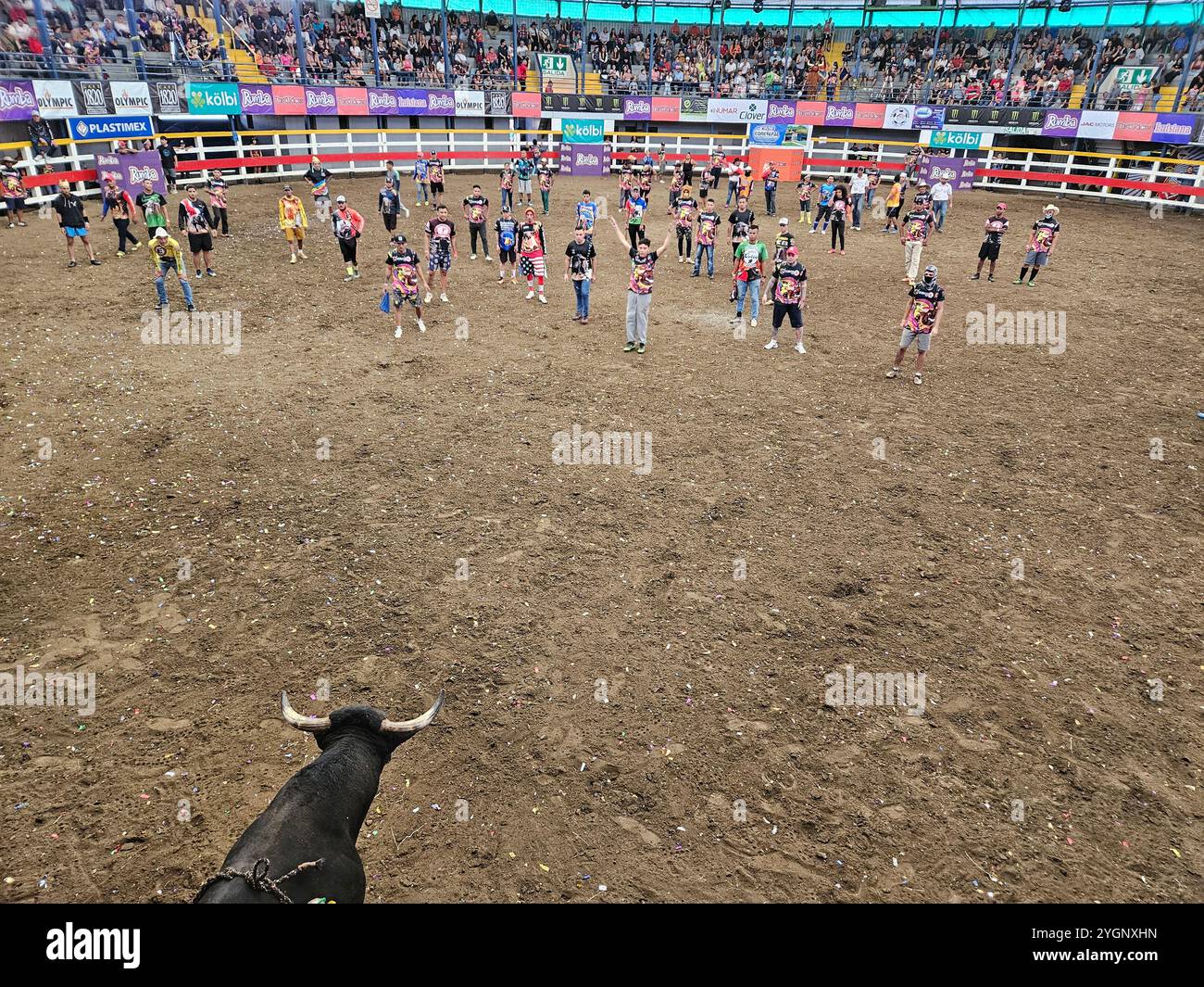 Der Stierkampf in der Palmares Arena in Costa Rica Stockfoto