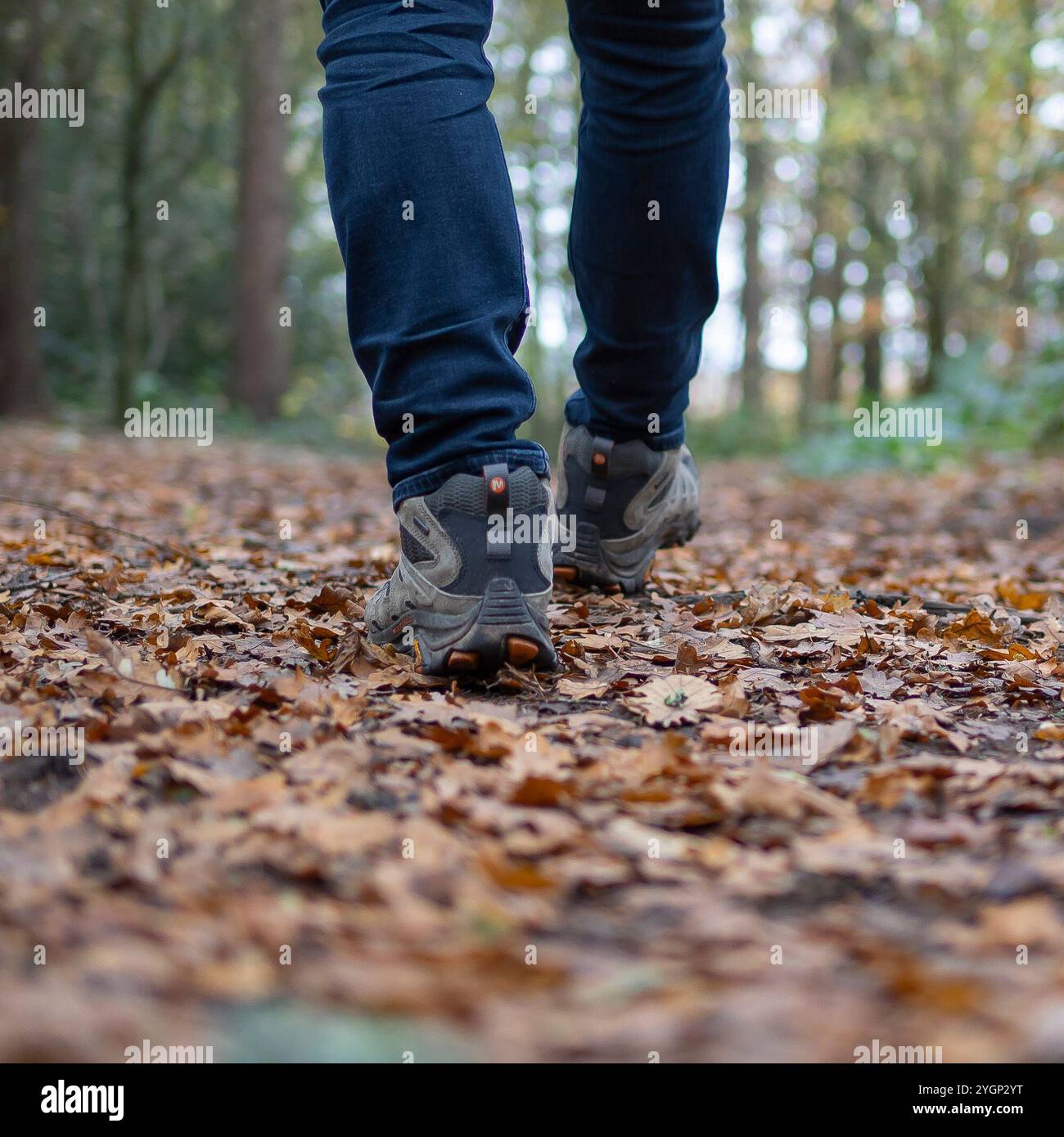 Kidderminster, Großbritannien. November 2024. Wetter in Großbritannien: Wanderer am frühen Morgen genießen einen weiteren trockenen, aber bewölkten Herbsttag. Quelle: Lee Hudson/Alamy Live News Stockfoto