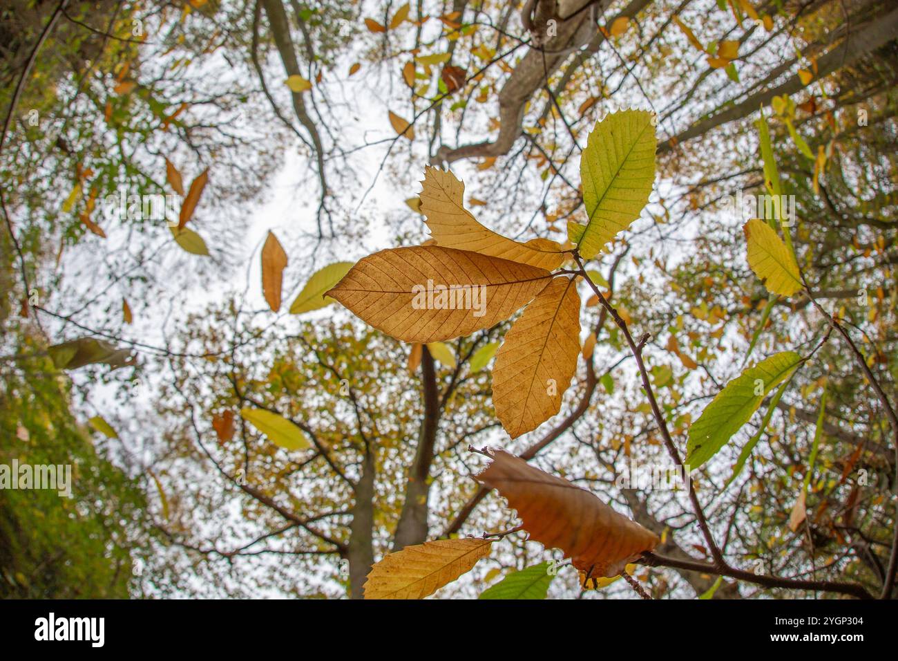 Kidderminster, Großbritannien. November 2024. Wetter in Großbritannien: Die letzten Blätter fallen an einem anderen trockenen, aber bewölkten Herbsttag von Bäumen. Quelle: Lee Hudson/Alamy Live News Stockfoto