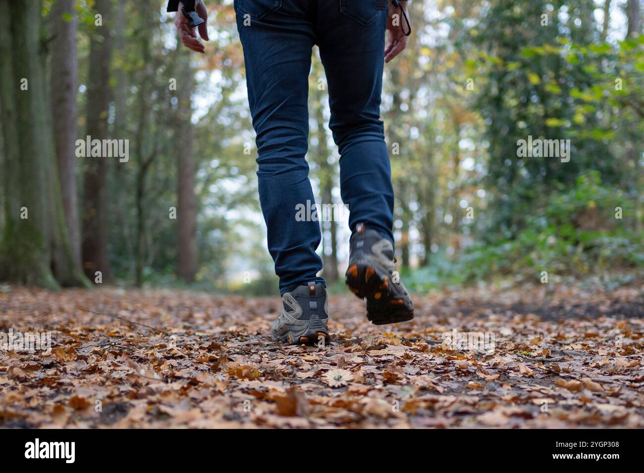 Kidderminster, Großbritannien. November 2024. Wetter in Großbritannien: Wanderer am frühen Morgen genießen einen weiteren trockenen, aber bewölkten Herbsttag. Quelle: Lee Hudson/Alamy Live News Stockfoto