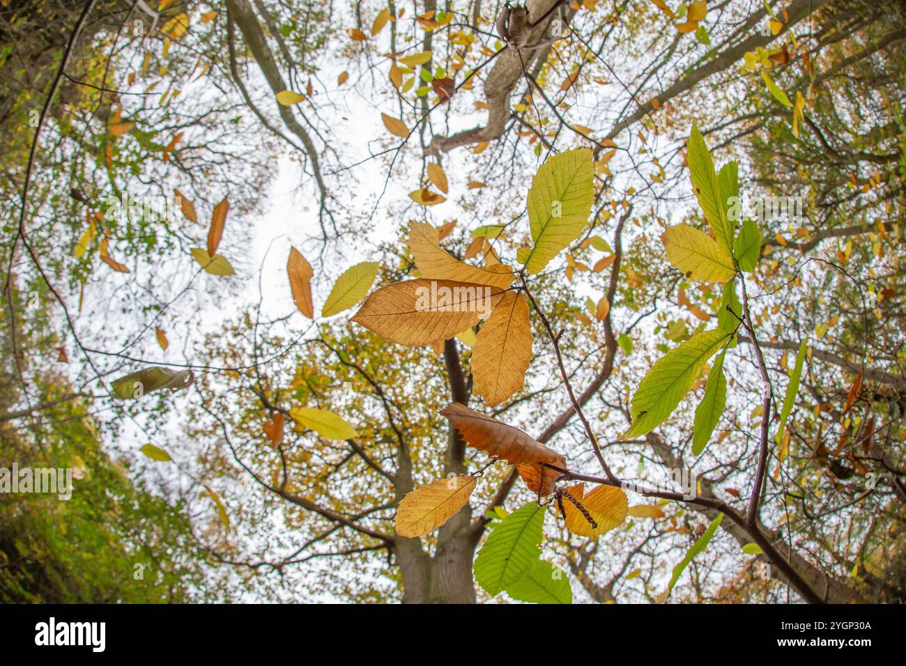 Kidderminster, Großbritannien. November 2024. Wetter in Großbritannien: Die letzten Blätter fallen an einem anderen trockenen, aber bewölkten Herbsttag von Bäumen. Quelle: Lee Hudson/Alamy Live News Stockfoto