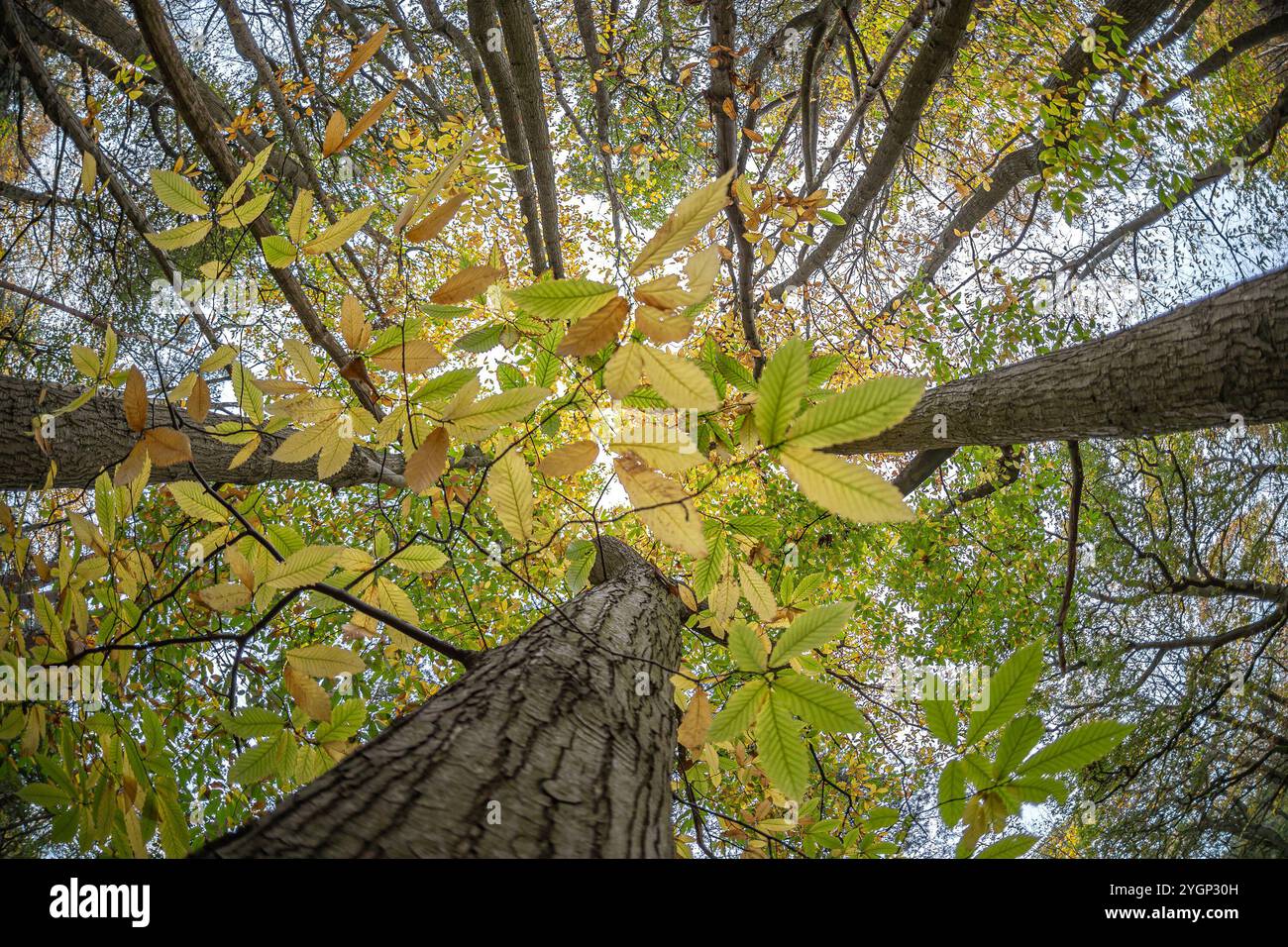 Kidderminster, Großbritannien. November 2024. Wetter in Großbritannien: Die letzten Blätter fallen an einem anderen trockenen, aber bewölkten Herbsttag von Bäumen. Quelle: Lee Hudson/Alamy Live News Stockfoto