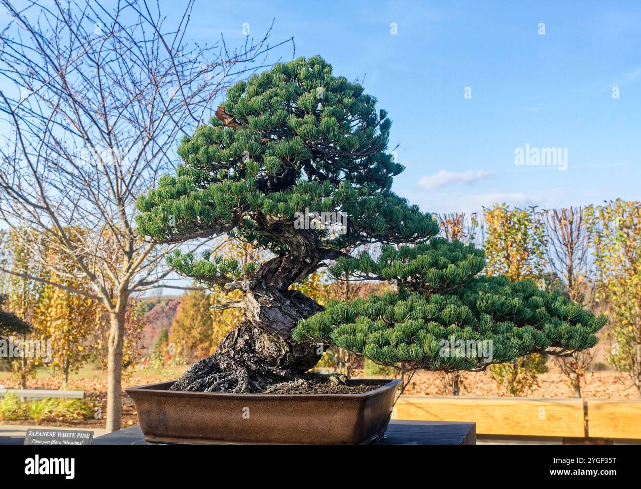 Großer Bonsaibaum, im Freien, Japanische Weißkiefer, Pinus parviflora 'Miyajima', rechteckiger Topf, Slkill, Training, Bonsai Courtyard, Pennsylvania, Long Stockfoto