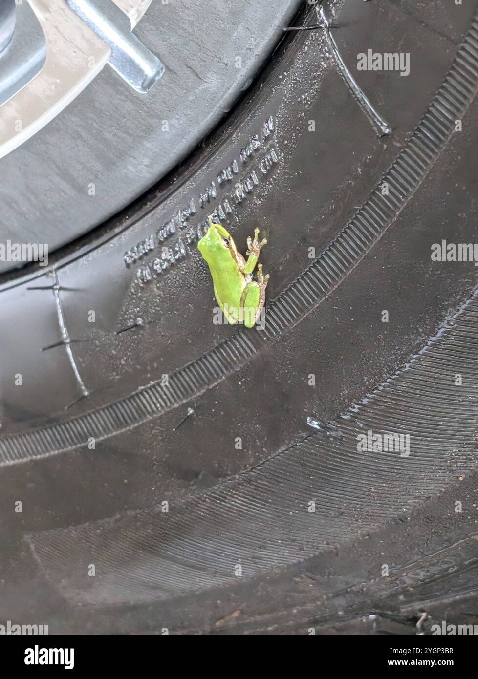 Grüner Babyfrosch Stockfoto