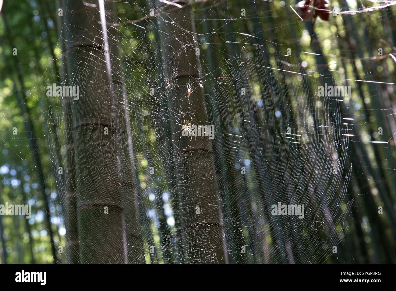 Der Bambuswald von Arashiyama ist gefüllt mit Spaziergänger, die die beeindruckenden Bambusbäume genießen. Eine Spinne hat ihr eigenes Zuhause unter dem Bambus geschaffen Stockfoto