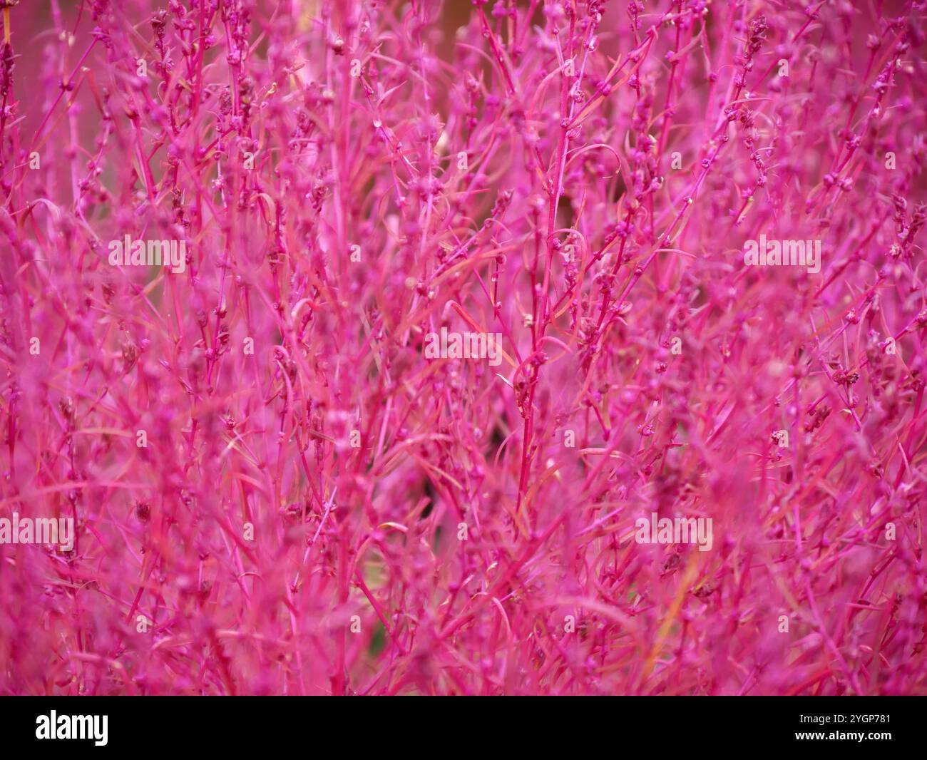 Bassia scoparia oder rote Kochia am kawaguchiko-See in japan. Leuchtend rosa oder fuschiafarbene Zierpflanzen. Nahaufnahme Stockfoto