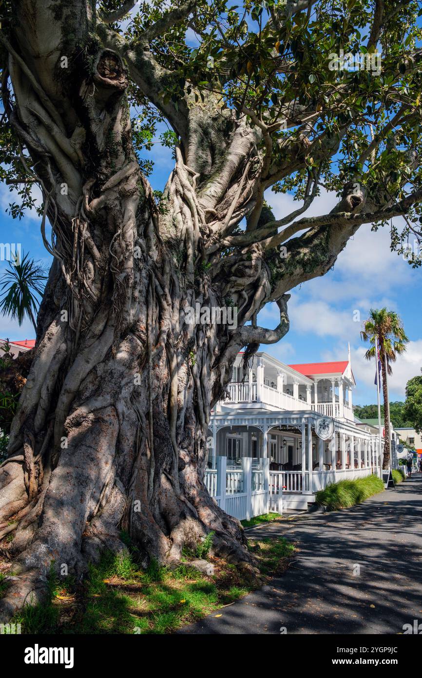 Ein alter Moreton Bay Feigenbaum und das Duke of Marlborough Hotel aus dem 19. Jahrhundert, The Strand, Russell, Bay of Islands, Nordinsel, Neuseeland Stockfoto