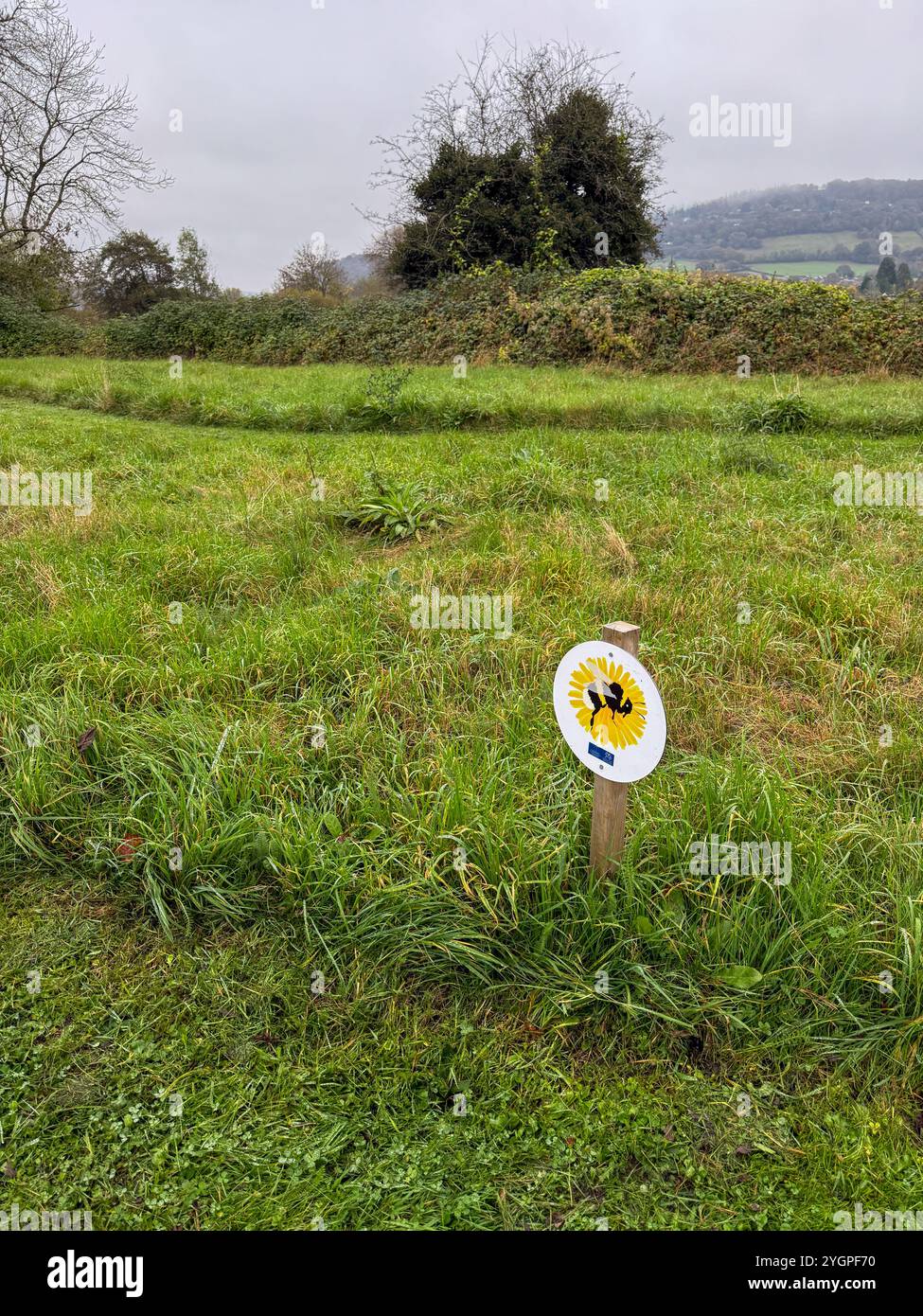 Jetzt auch als Bee Town bekannt. Die Stadt Monmouth in Südwales hat sich zu einem Paradies für Insektentiere entwickelt, da die Straßenränder nicht beschnitten werden - Smartphone-aufgenommenes Stockfoto