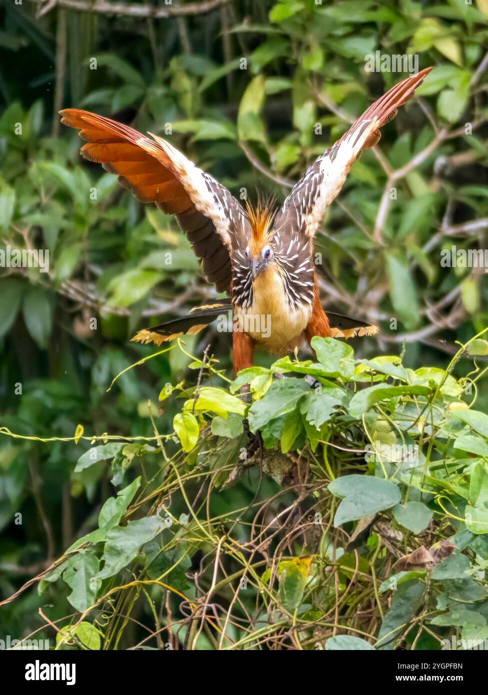 Ein Hoatzin (Opisthocomus hoazin) in der Region Anamá. Der Vogel ist auch als Zigeunerhennen bekannt. Das Foto wurde auf einer Filiale des Amazonas aufgenommen. Stockfoto