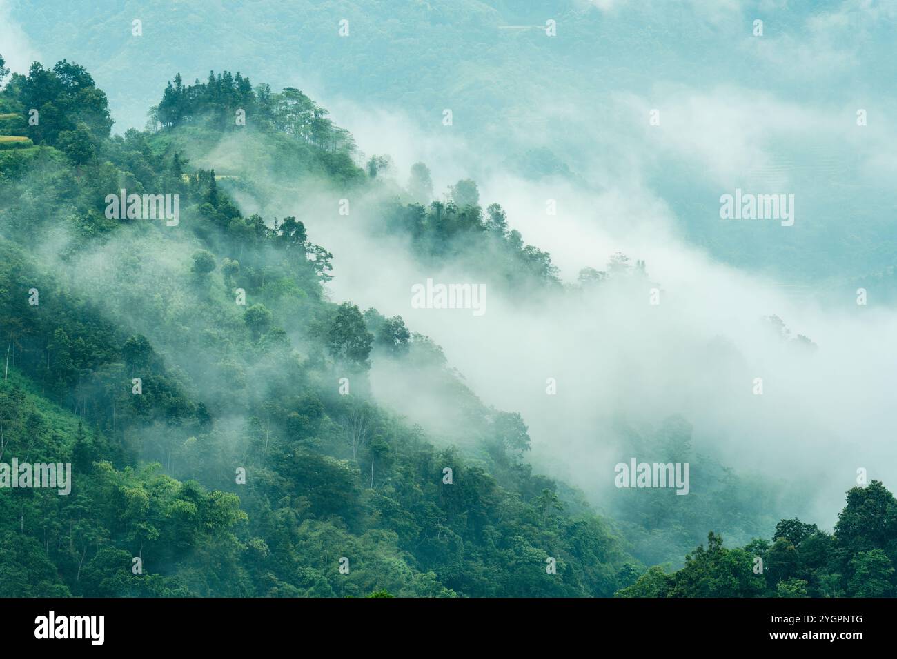 Immergrüner nebeliger Berg mit tropischem Regenwald am Morgen auf der Landschaft Stockfoto