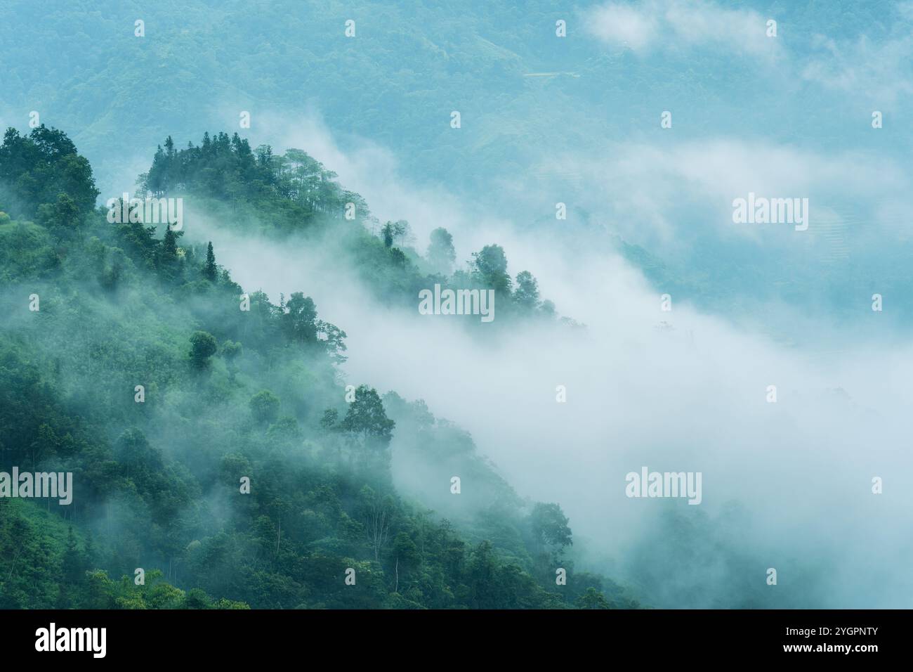 Immergrüner nebeliger Berg mit tropischem Regenwald am Morgen auf der Landschaft Stockfoto