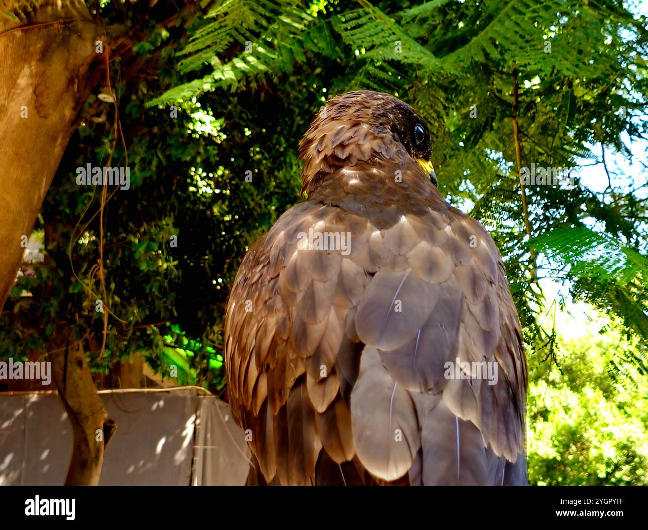 Honigbussard, Pernis Falco apivorus, Familie Accipitridae, eine Gattung von Vögeln aus der Raptor-Unterfamilie Perninae, allgemein bekannt als Honigbussarde, ein Vogel Stockfoto