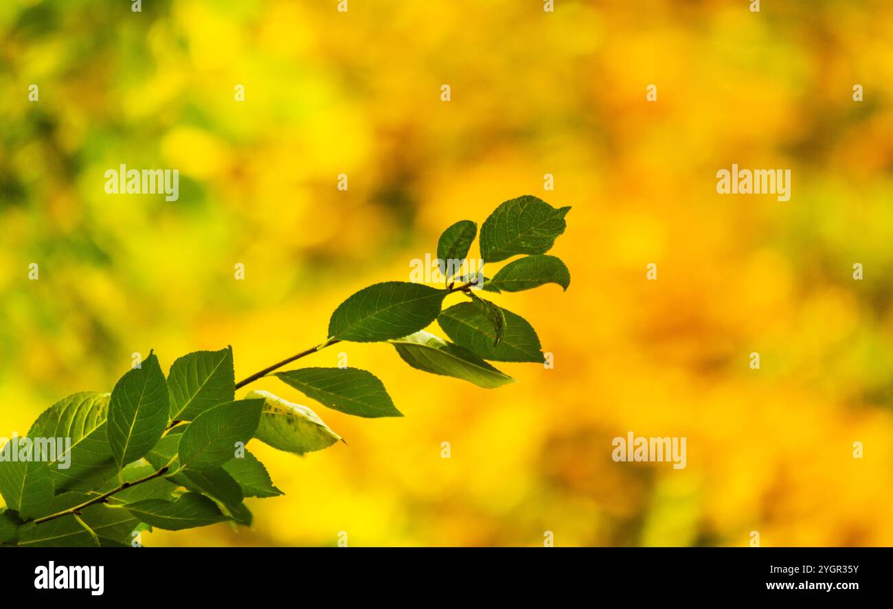 Eine Nahaufnahme eines grünen Zweigs auf einem herbstlich gelb-orangen Hintergrund mit einer von Sonnenlicht beleuchteten Seite zeigt die Schönheit der Herbstsaison. Stockfoto