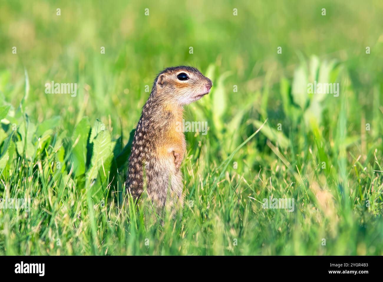 Entzückender Gopher in üppiger grüner Wiese, der neugierig aussieht. Selektives Schärfen Stockfoto