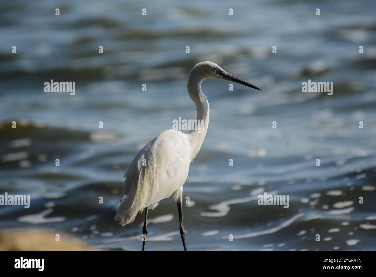 KLEINER EGRET - Egretta garzetta - Uganda Stockfoto