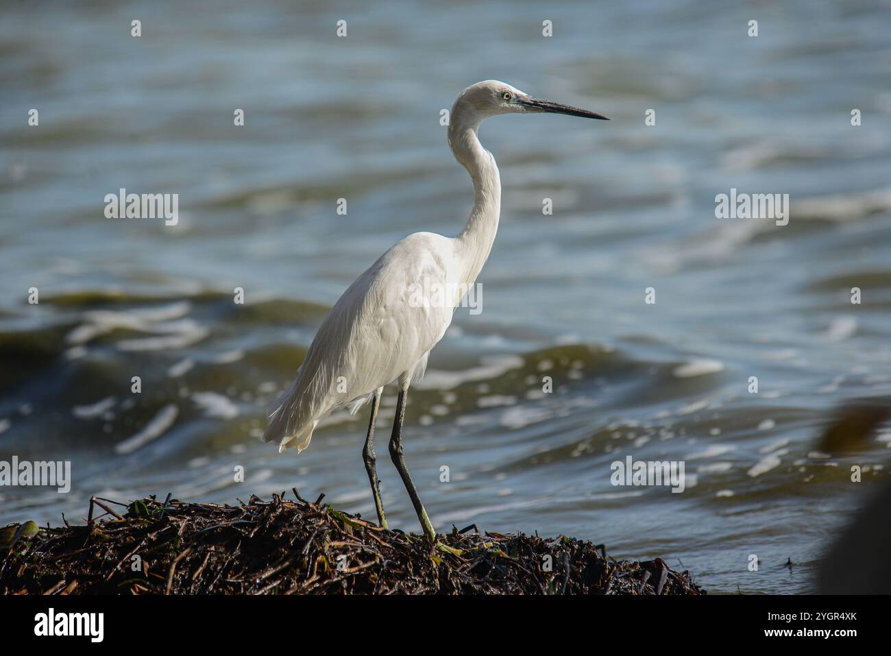 KLEINER EGRET - Egretta garzetta - Uganda Stockfoto