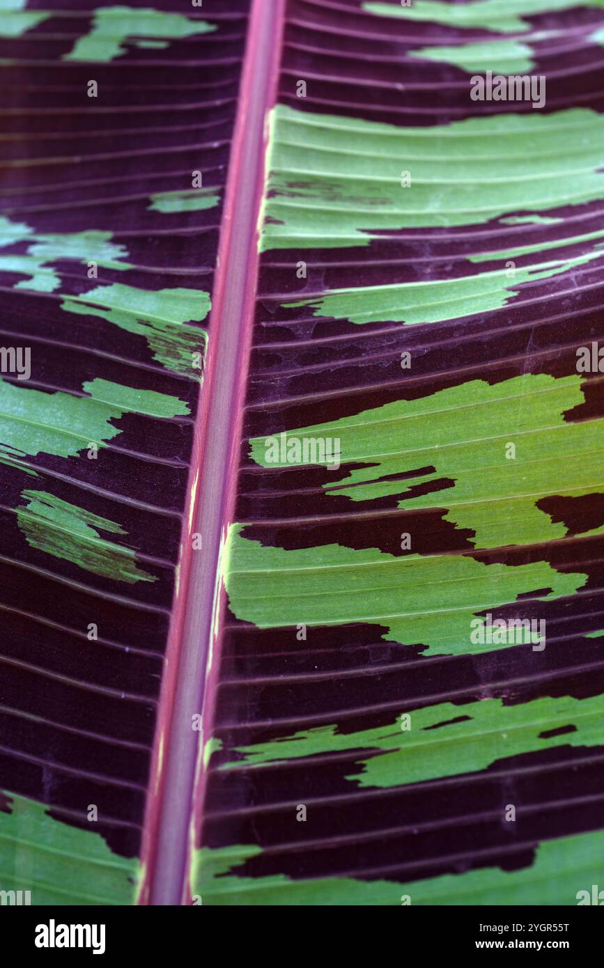 Zwergbananenblatt ( Musa acuminata ) - Kasangati, Kampala Uganda Stockfoto