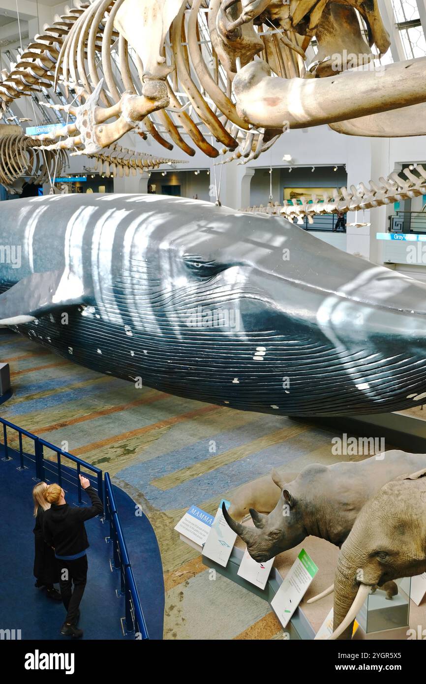 Ein lebensgroßes Modell eines Blauwals im Zentrum der Säugetiergalerie des Natural History Museum, London. Stockfoto