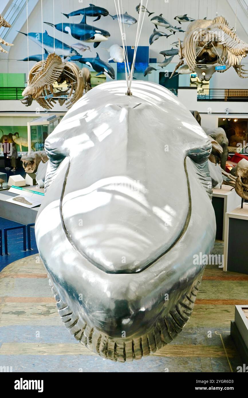 Vorderansicht des lebensgroßen Modells eines Blauwals, das das Herzstück der Säugetier- und Walgalerie im Natural History Museum in London bildet. Stockfoto
