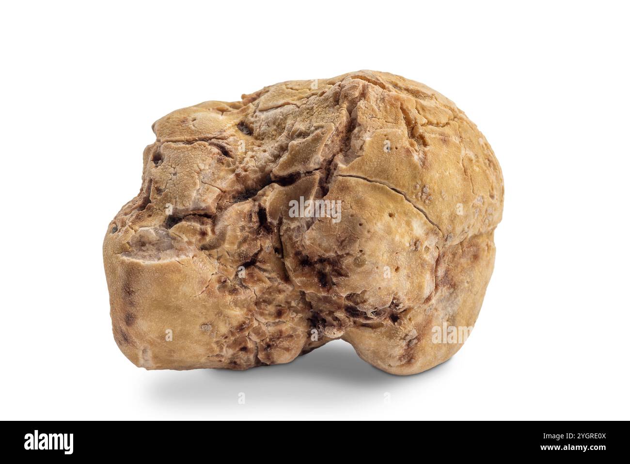 Weiße Trüffel von Alba, isoliert auf weiß, mit Beschneidungspfad enthalten Stockfoto