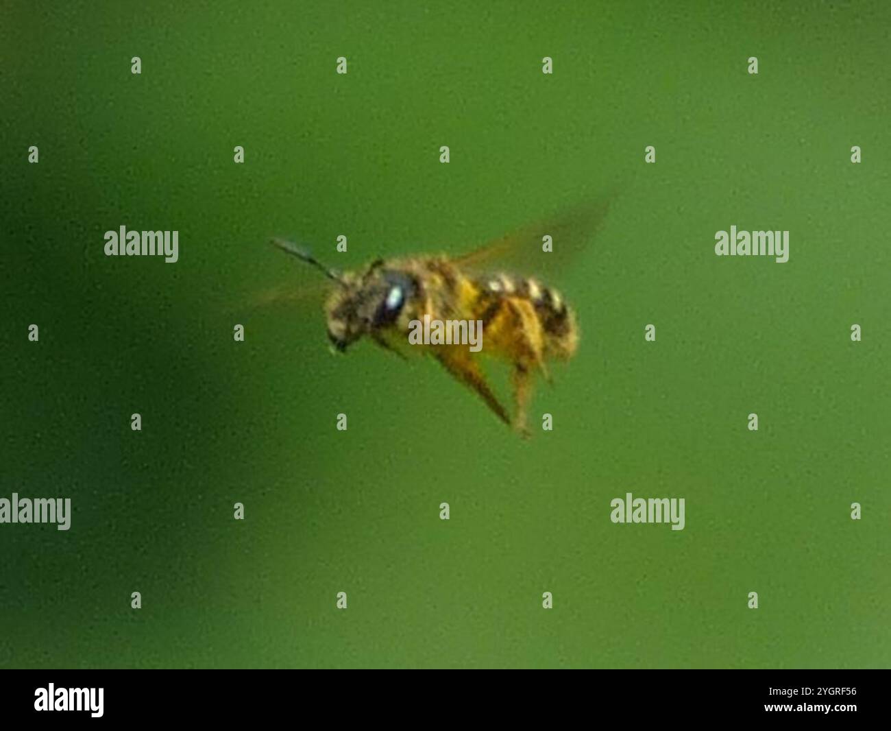 Ligated Furrow Bee (Halictus ligatus) Stockfoto