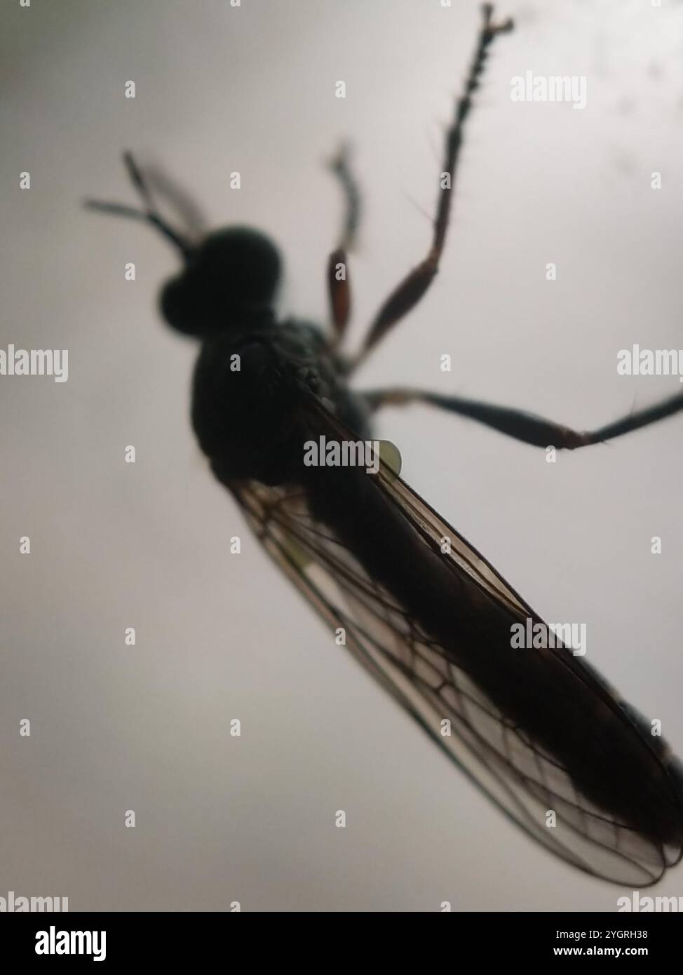 Streifenbeinige Räuberfliege (Dioctria hyalipennis) Stockfoto