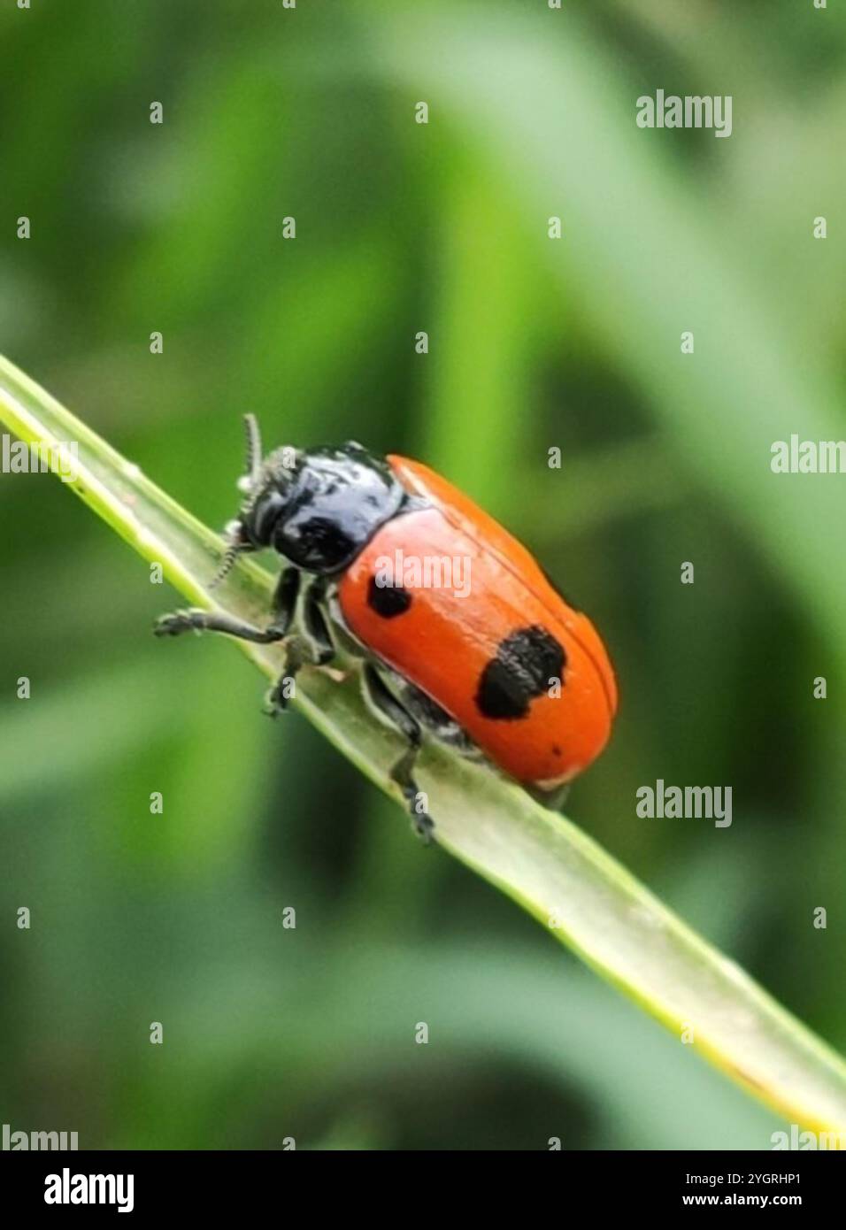 (Clytra laeviuscula) Stockfoto