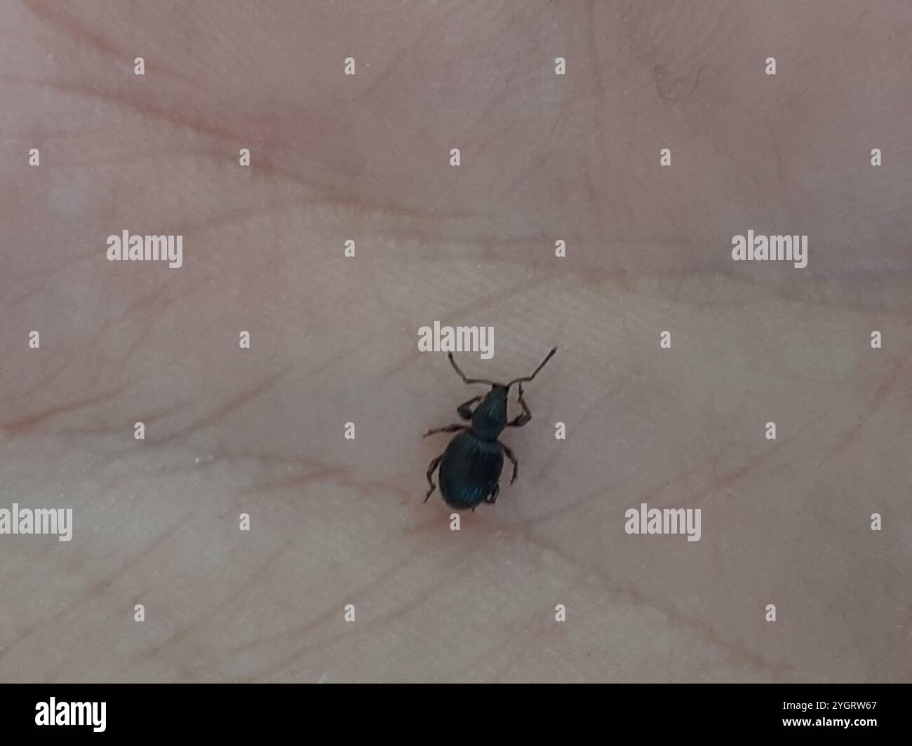 Erdbeerwurzel Weevil (Otiorhynchus ovatus) Stockfoto