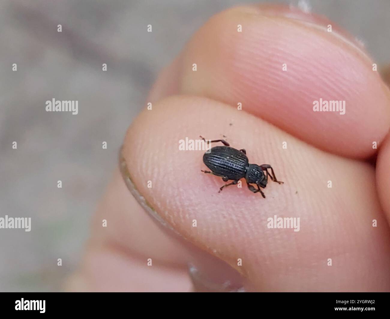 Erdbeerwurzel Weevil (Otiorhynchus ovatus) Stockfoto