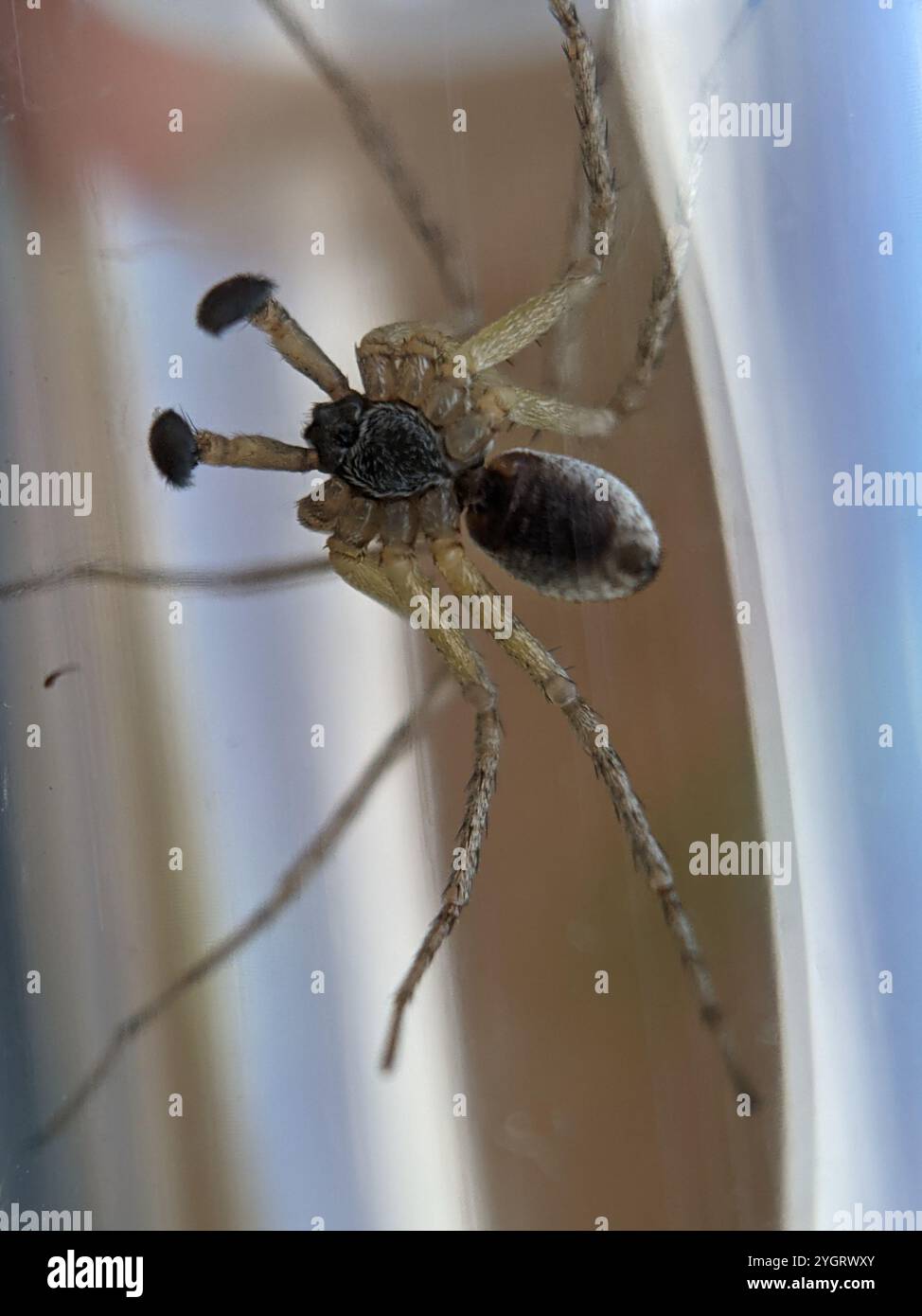 Eurasische Laufkrabbenspinne (Philodromus dispar) Stockfoto