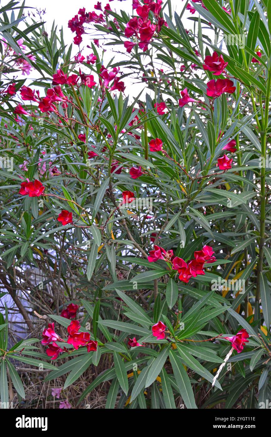 Der gewöhnliche Oleander (Nerium Oleander) ist ein in den subtropischen Regionen des Planeten verbreiteter Sträucher. Selektiver Fokus Stockfoto