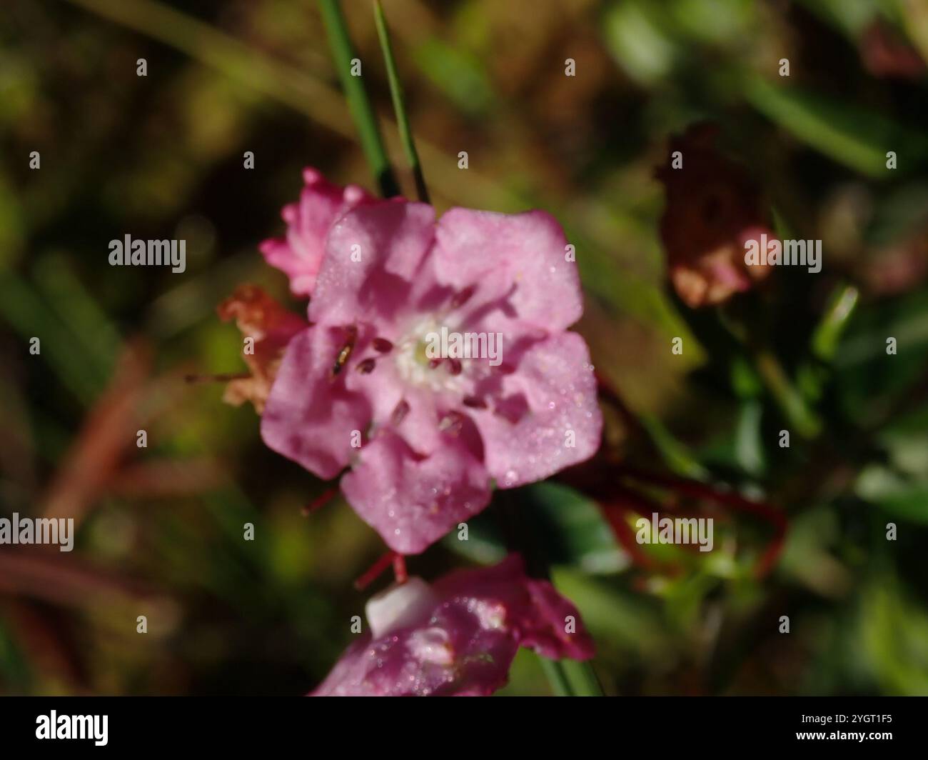 Westlicher Bog Lorbeer (Kalmia microphylla) Stockfoto