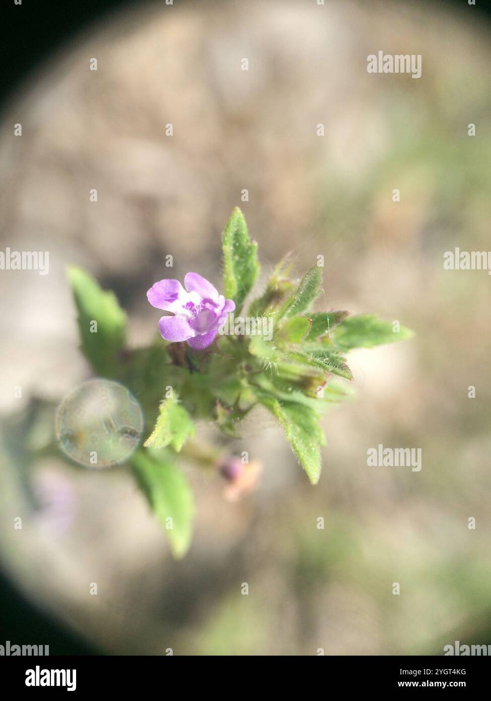 basilikum-Thymian (Clinopodium acinos) Stockfoto