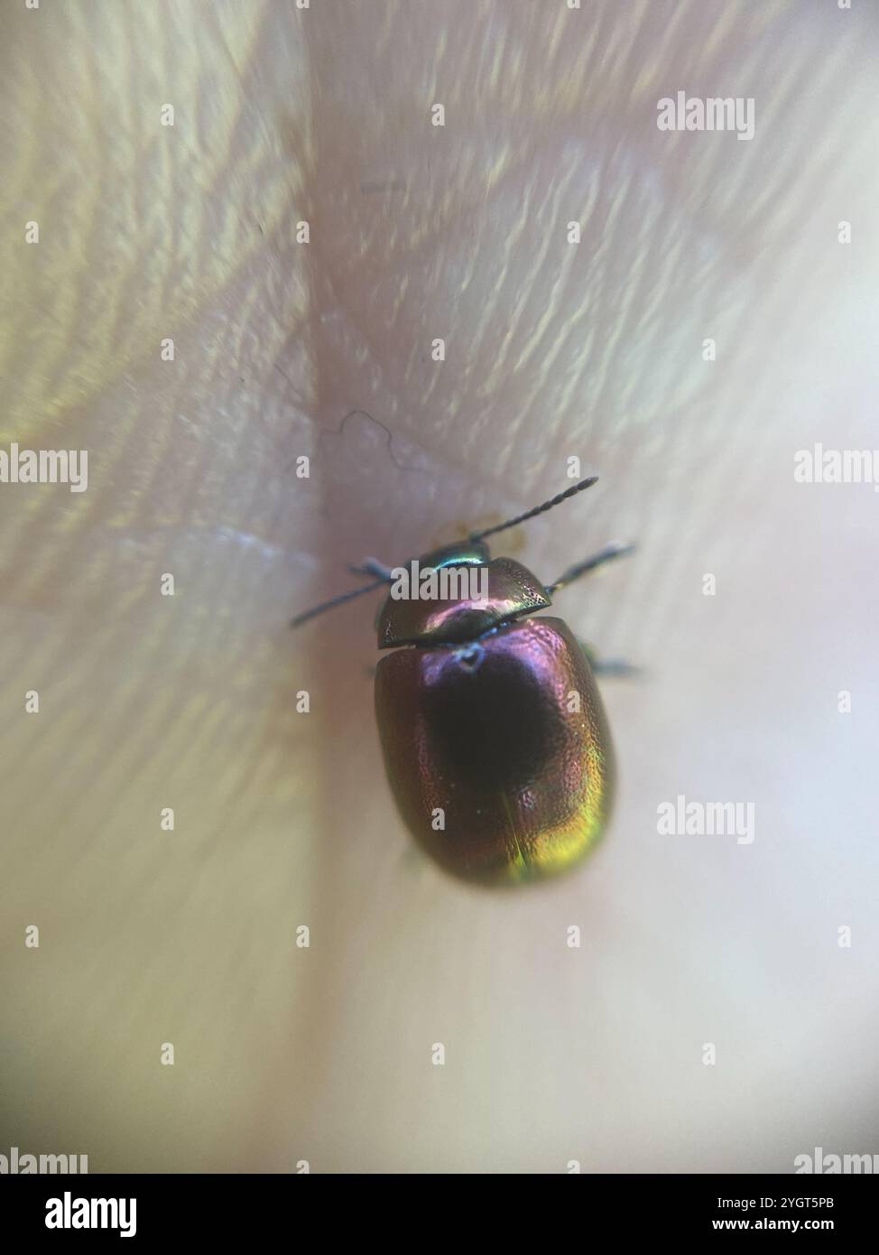 (Chrysolina varians) Stockfoto