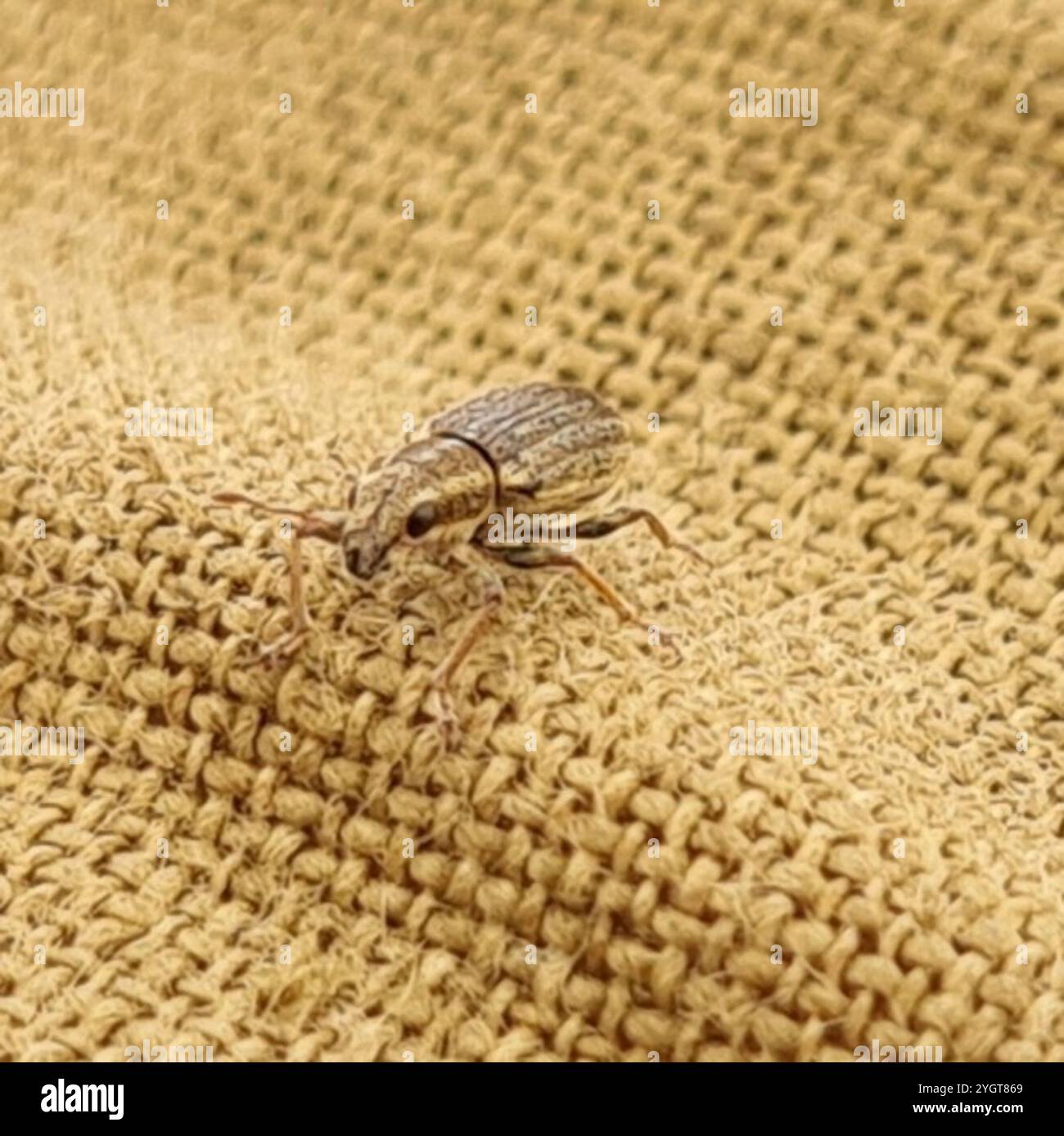 Pea Weevil (Sitona lineatus) Stockfoto