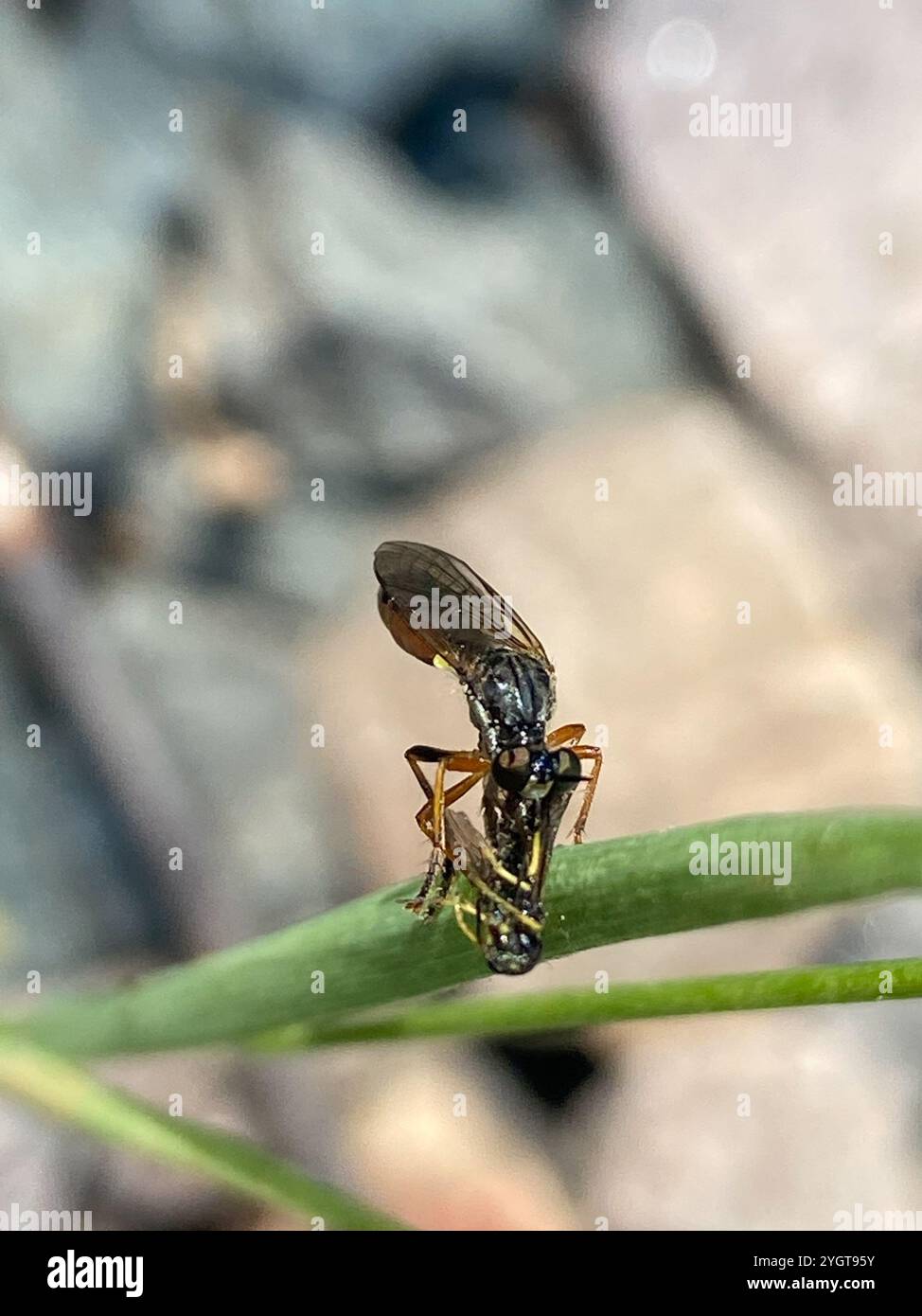 Streifenbeinige Räuberfliege (Dioctria hyalipennis) Stockfoto