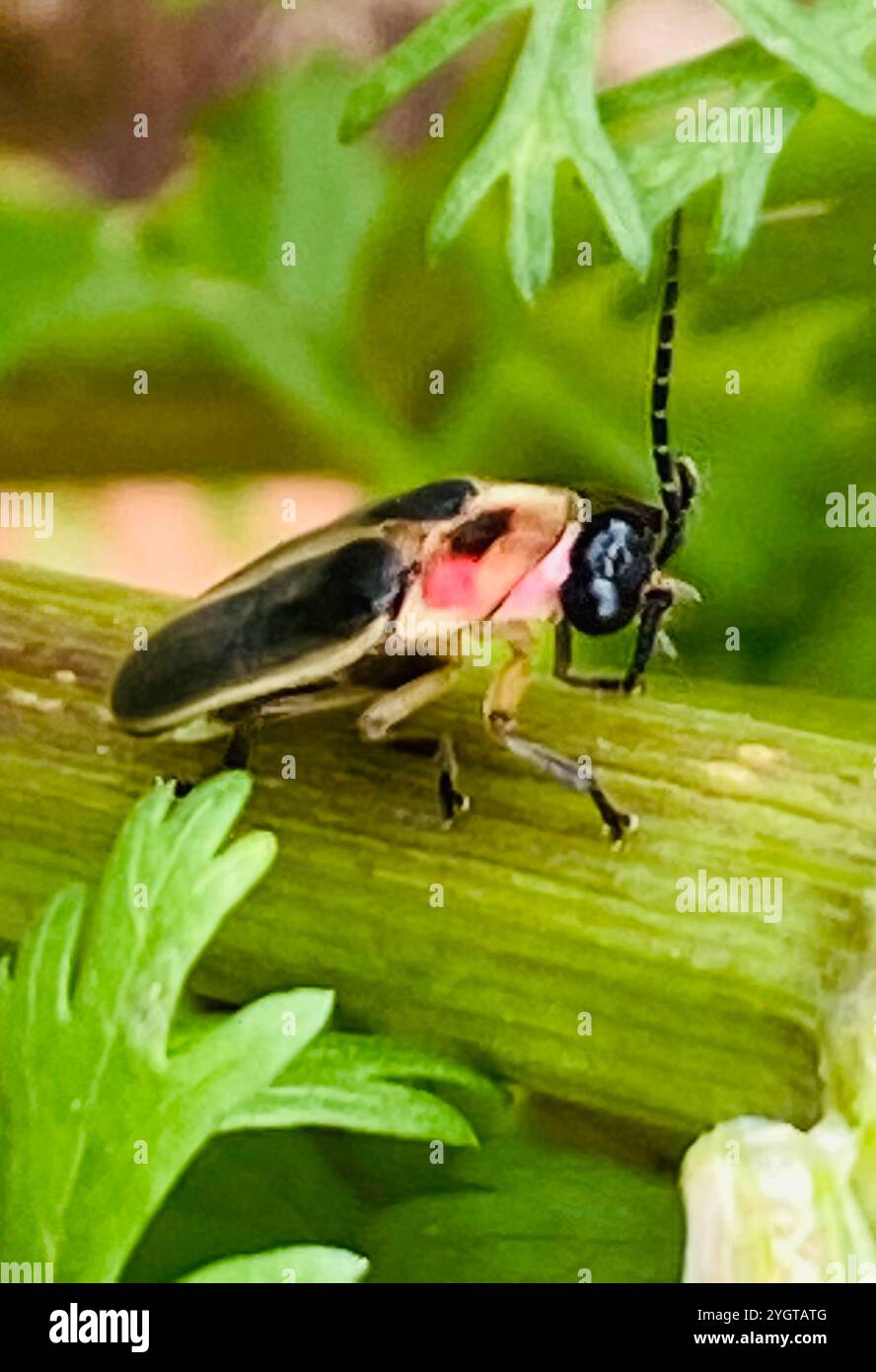 Gemeinsame östlichen Firefly (Photinus pyralis) Stockfoto