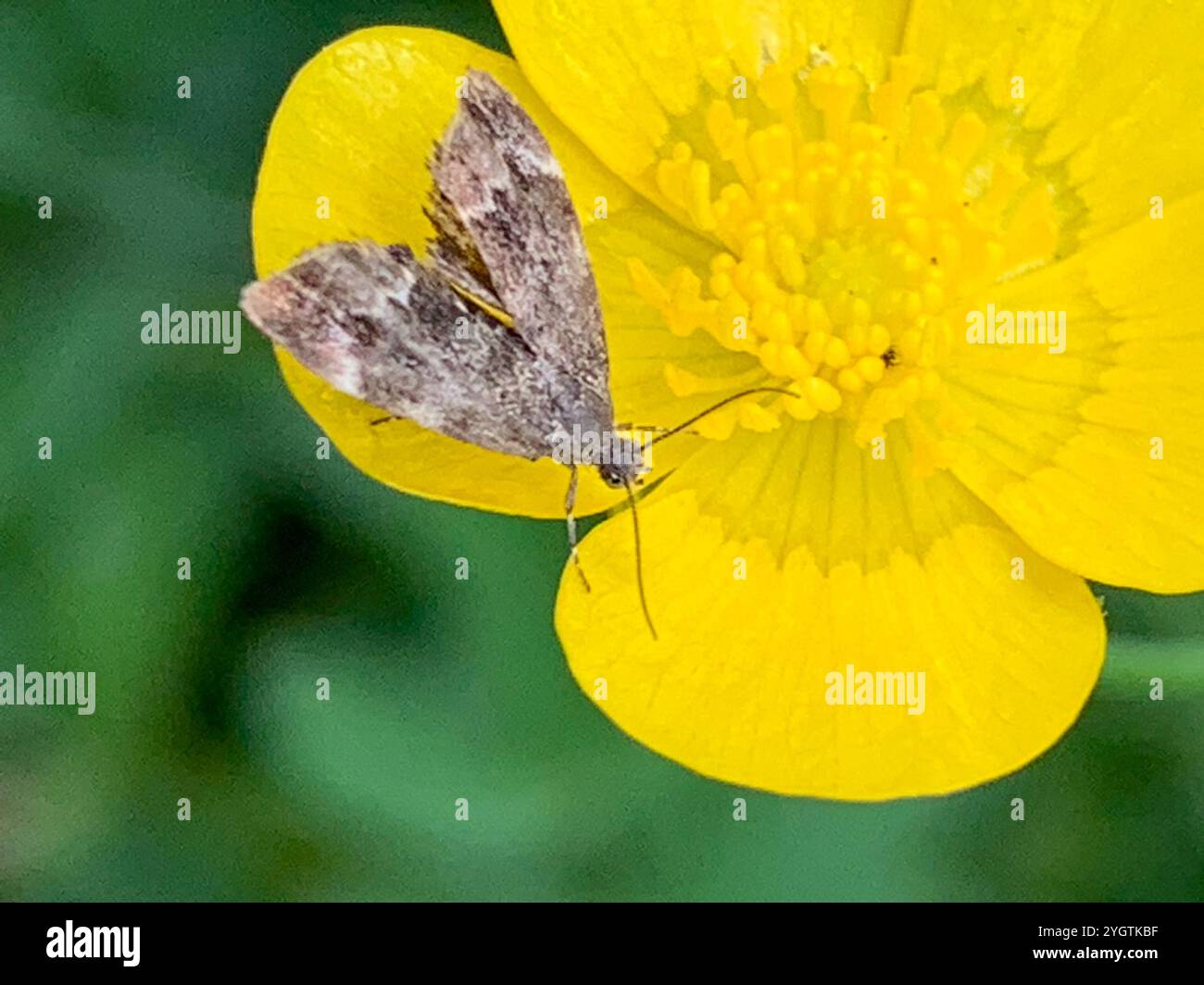 Brennnesselhahn (Anthophila fabriciana) Stockfoto